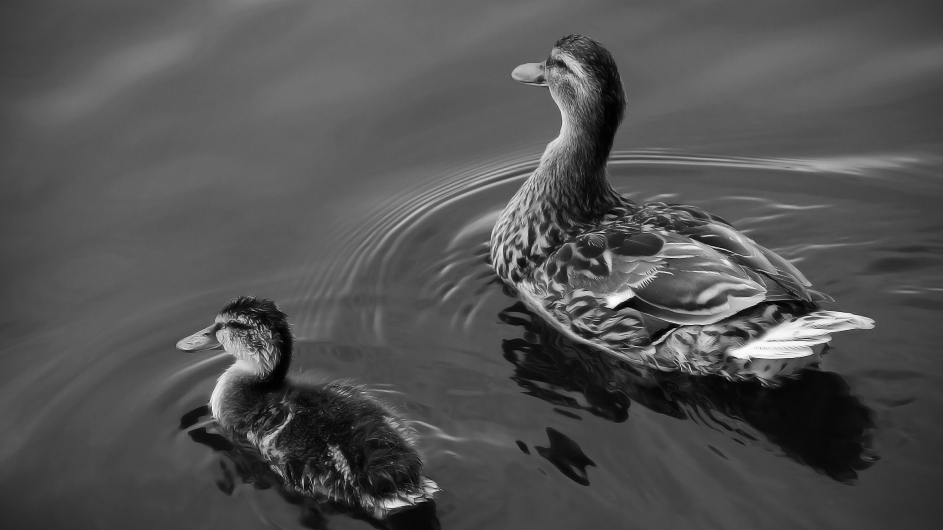 Pareja de Patos en blanco y negro