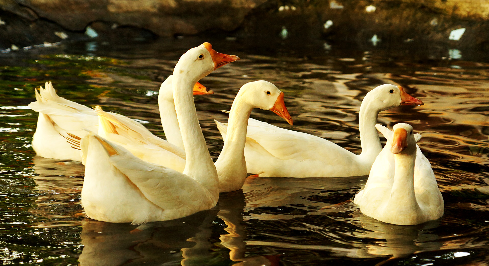 patos blancos en el agua
