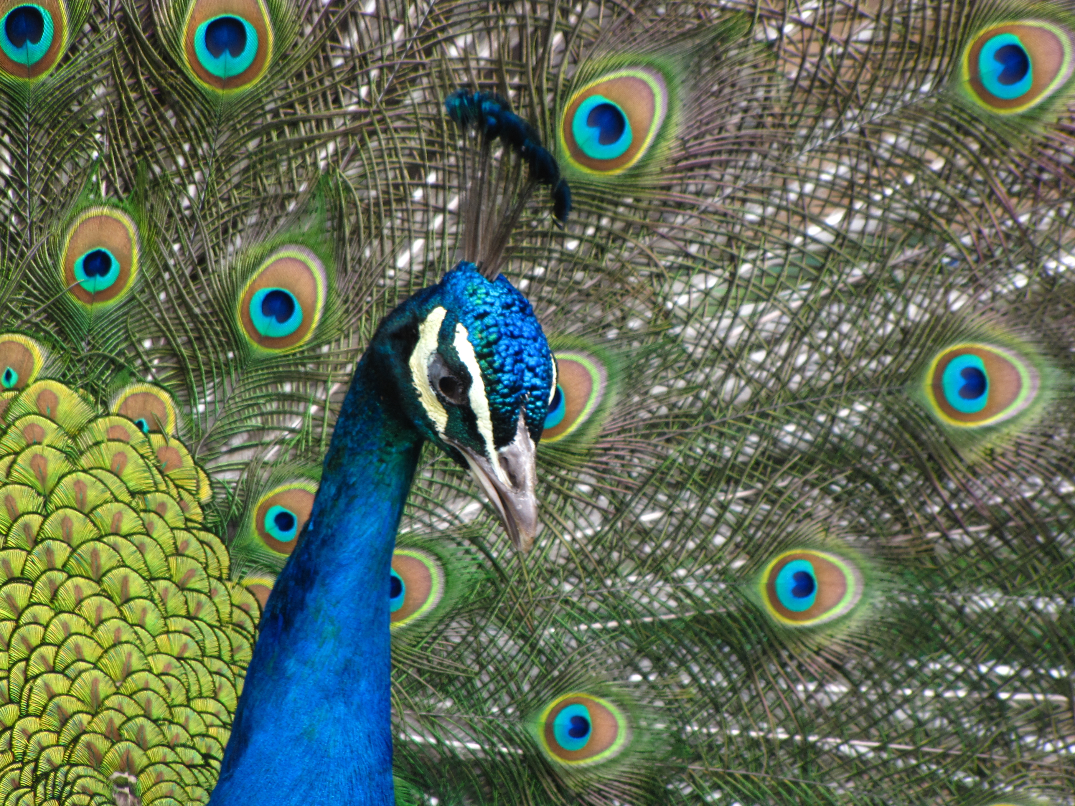 Pavo real