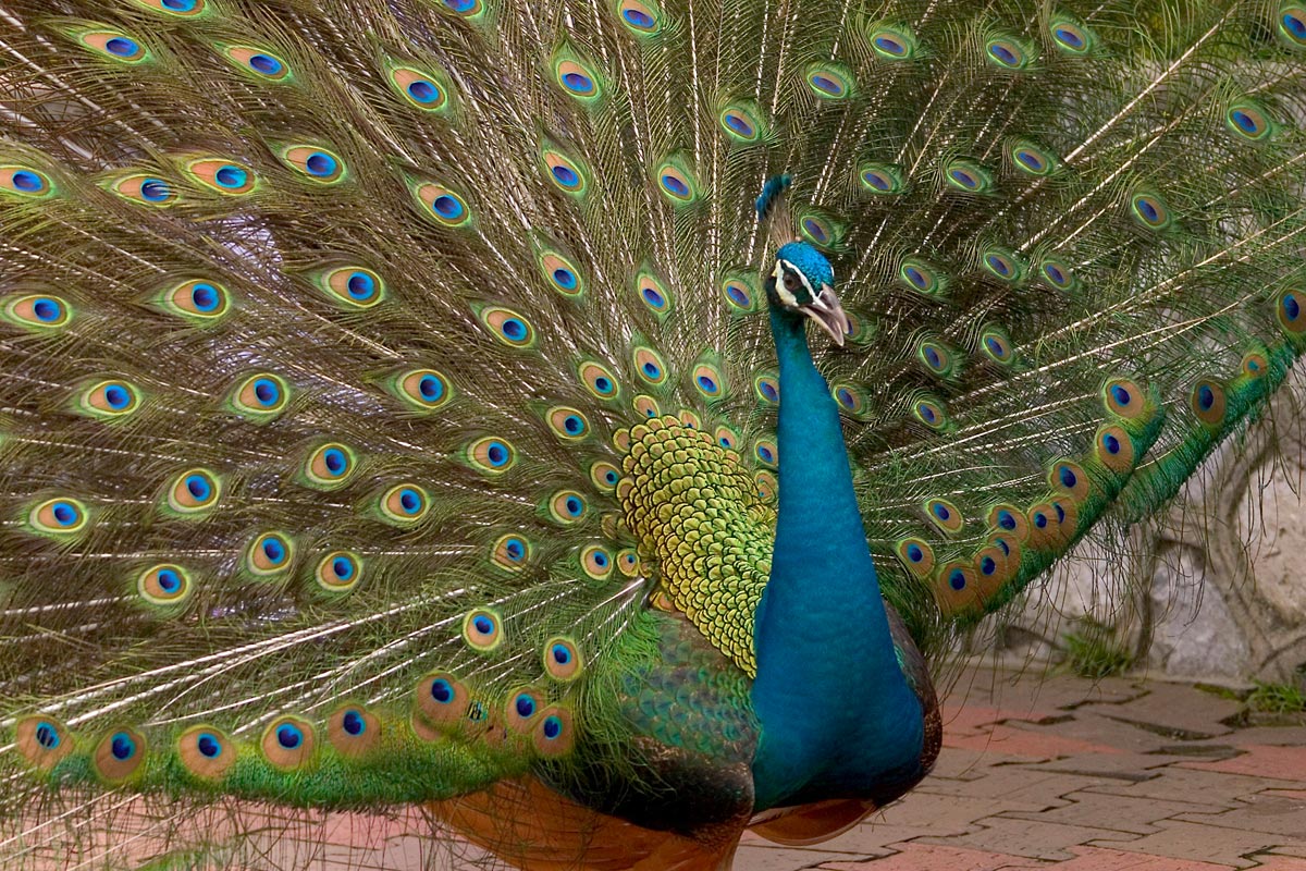 pavo real hermoso