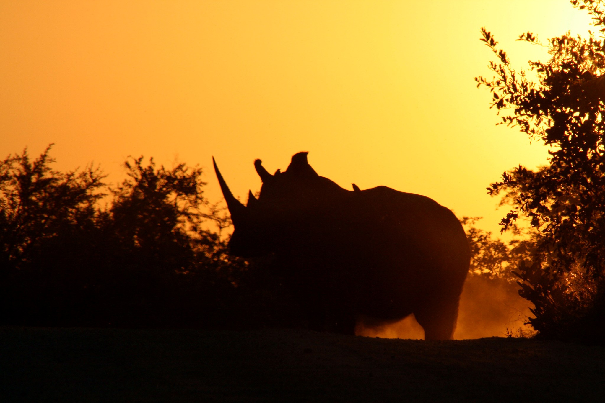 perfil de rinoceronte