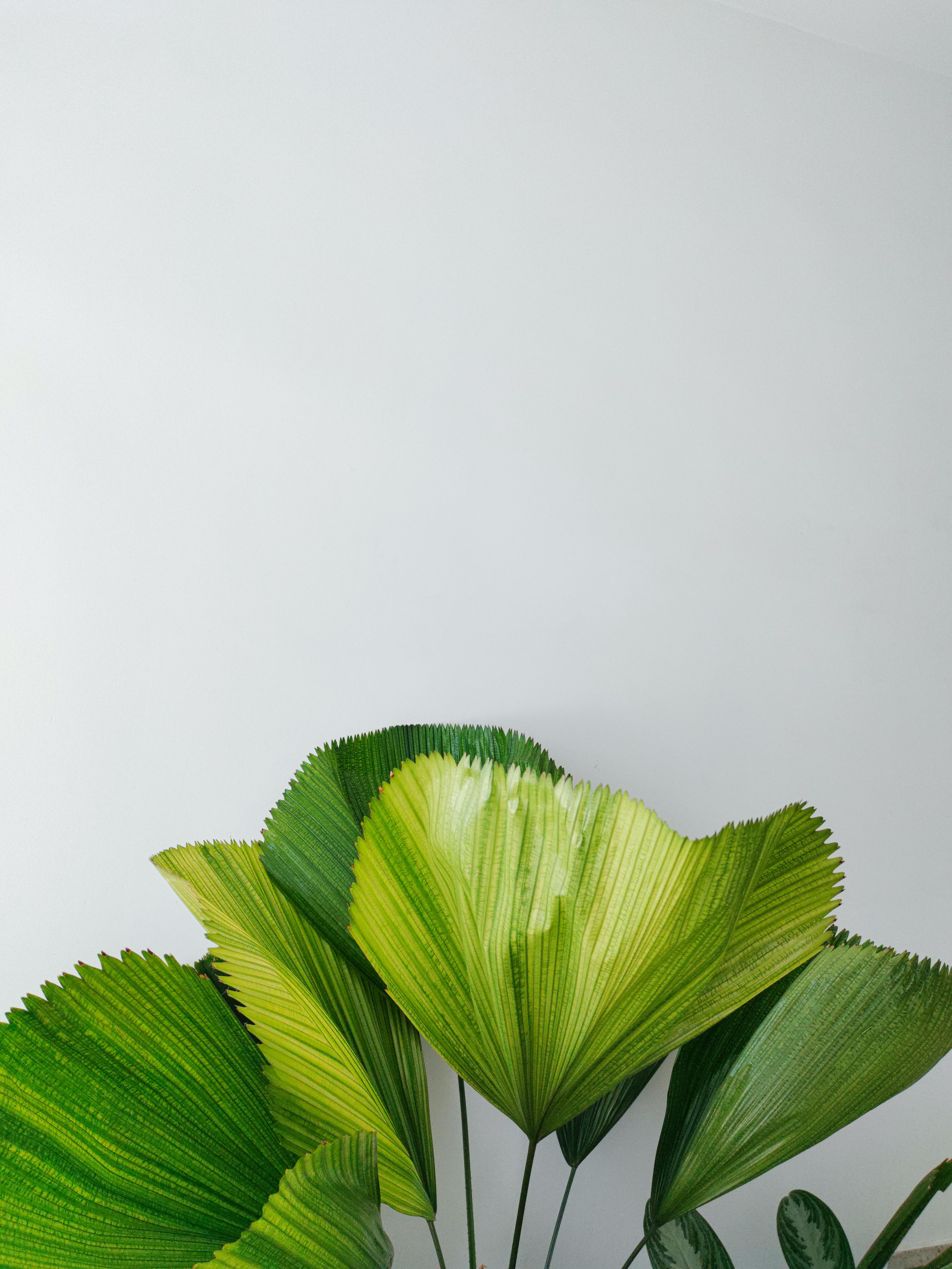 Fondo de Pantalla de pexels_13276952.jpg