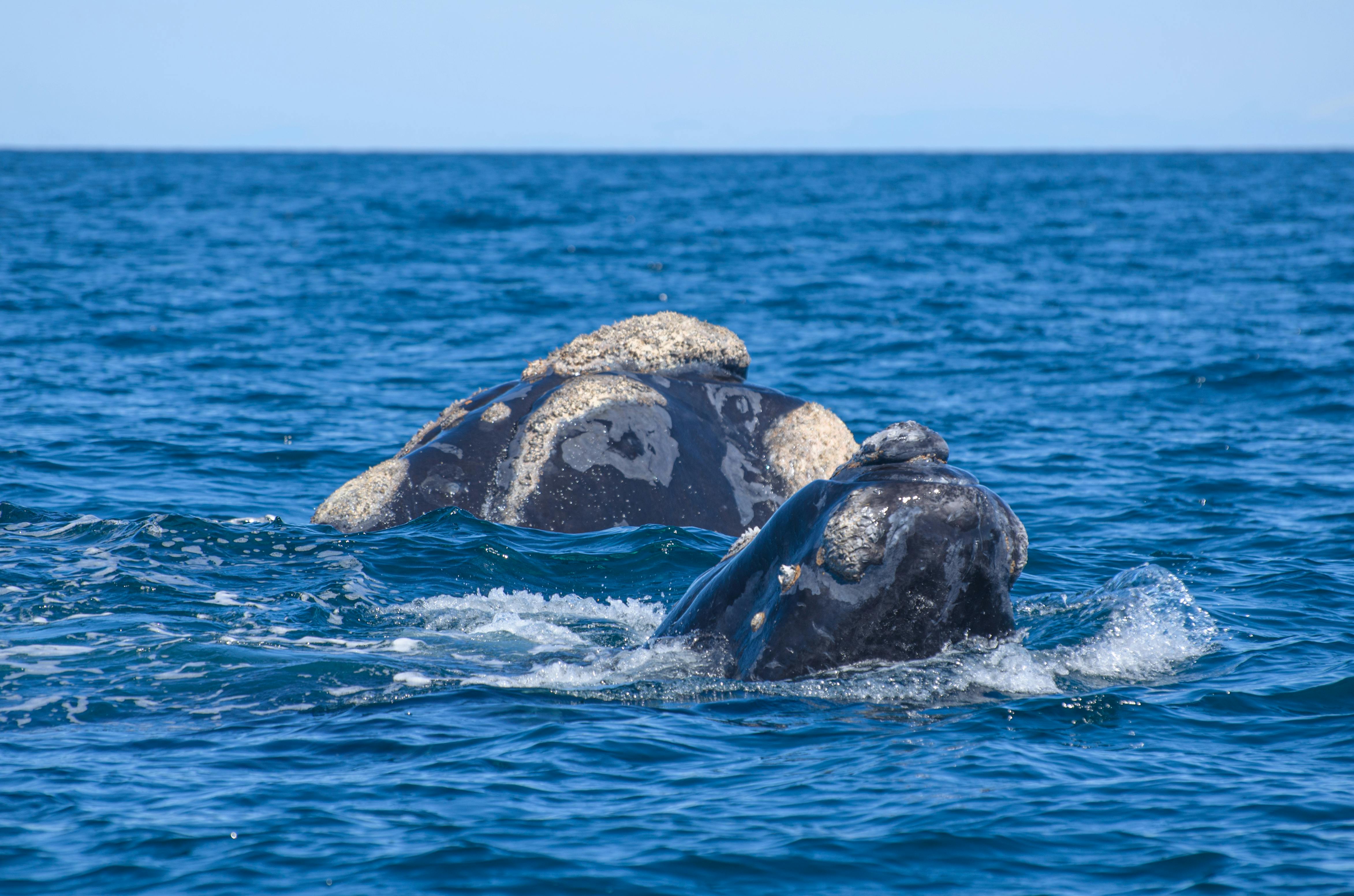 Fondo de Pantalla de pexels_13278057.jpg