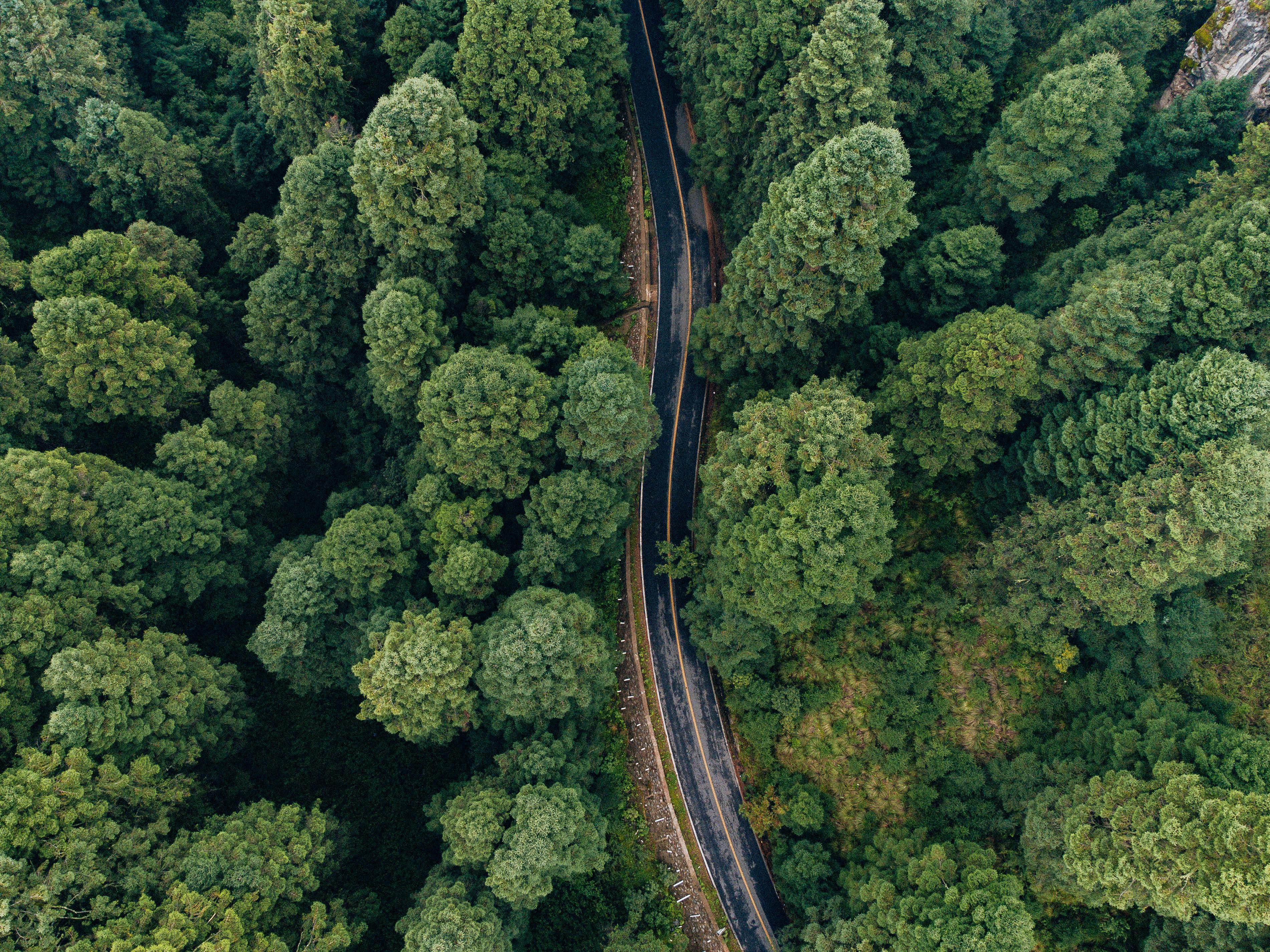 Fondo de Pantalla de pexels_14541415.jpg