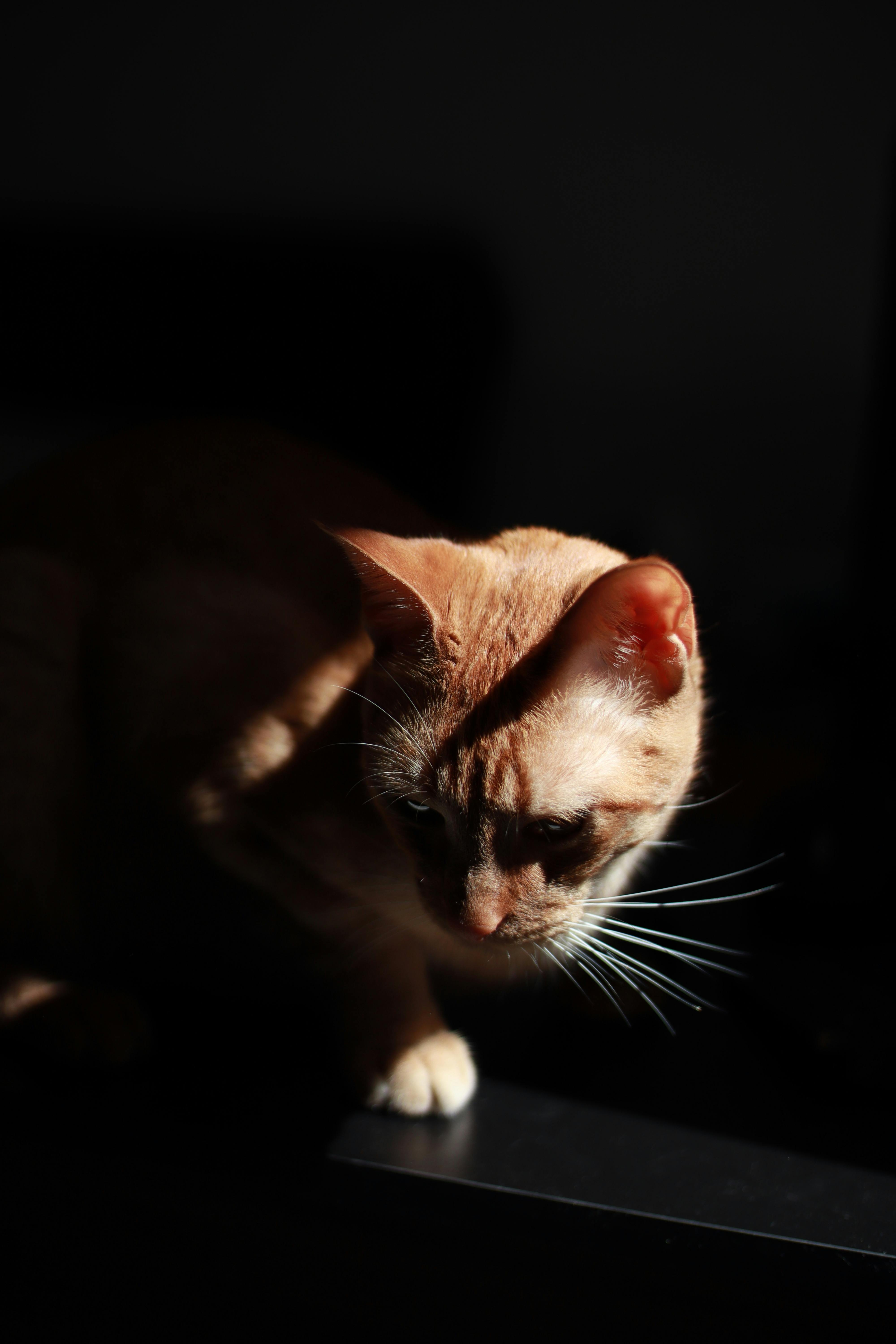 Fondo de Pantalla de pexels_15516000.jpg