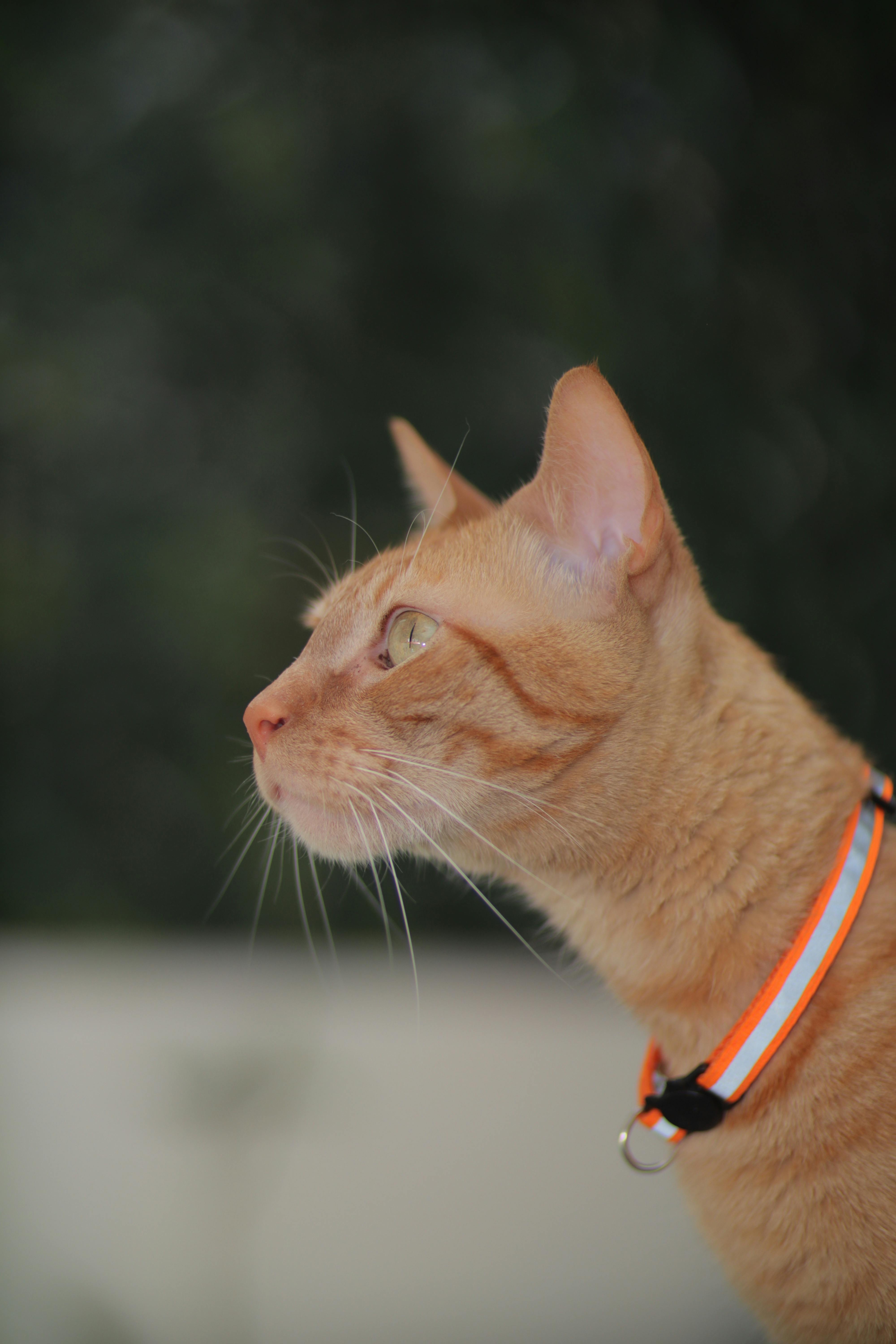 Fondo de Pantalla de pexels_15516577.jpg