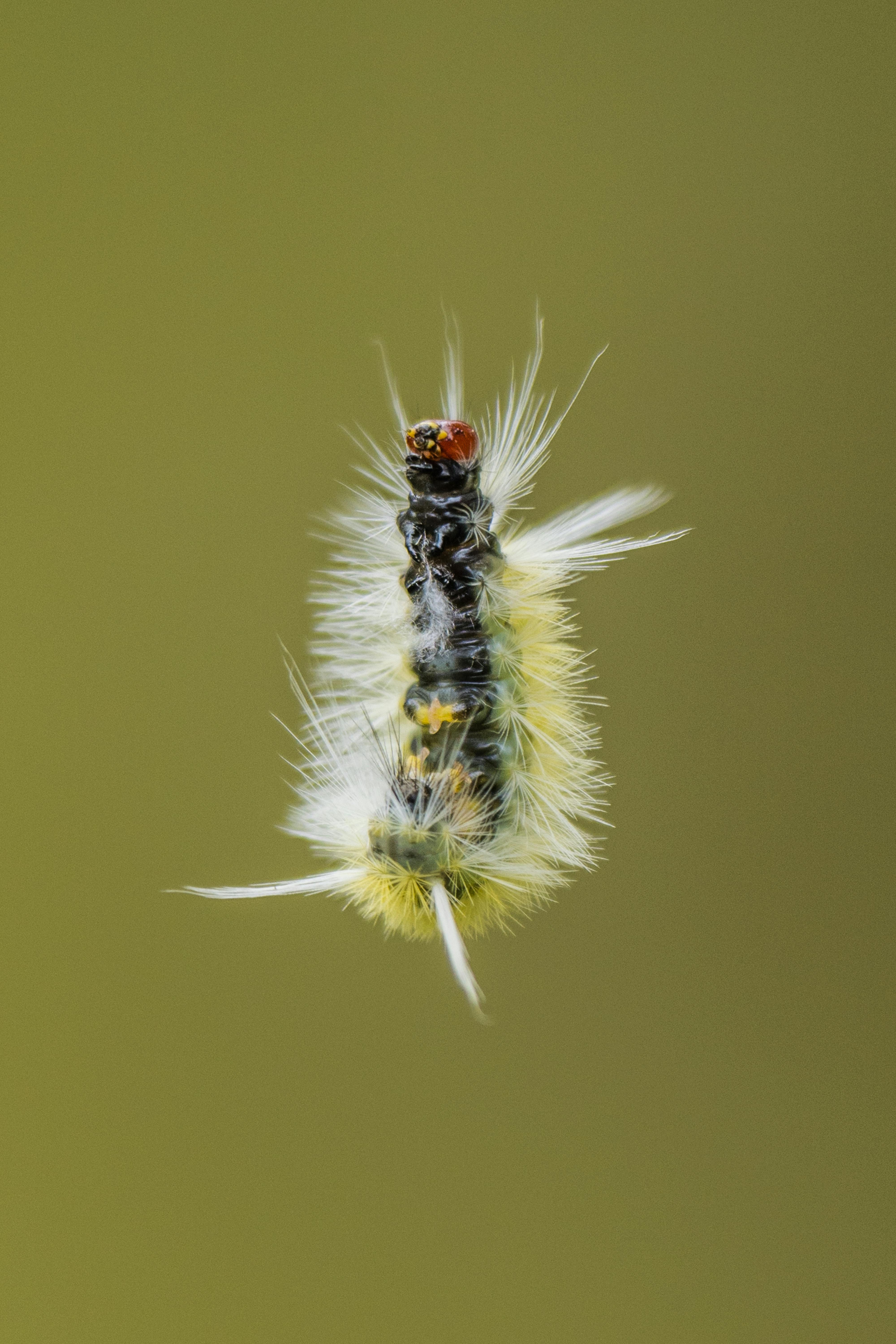 Fondo de Pantalla de pexels_18138616.jpg