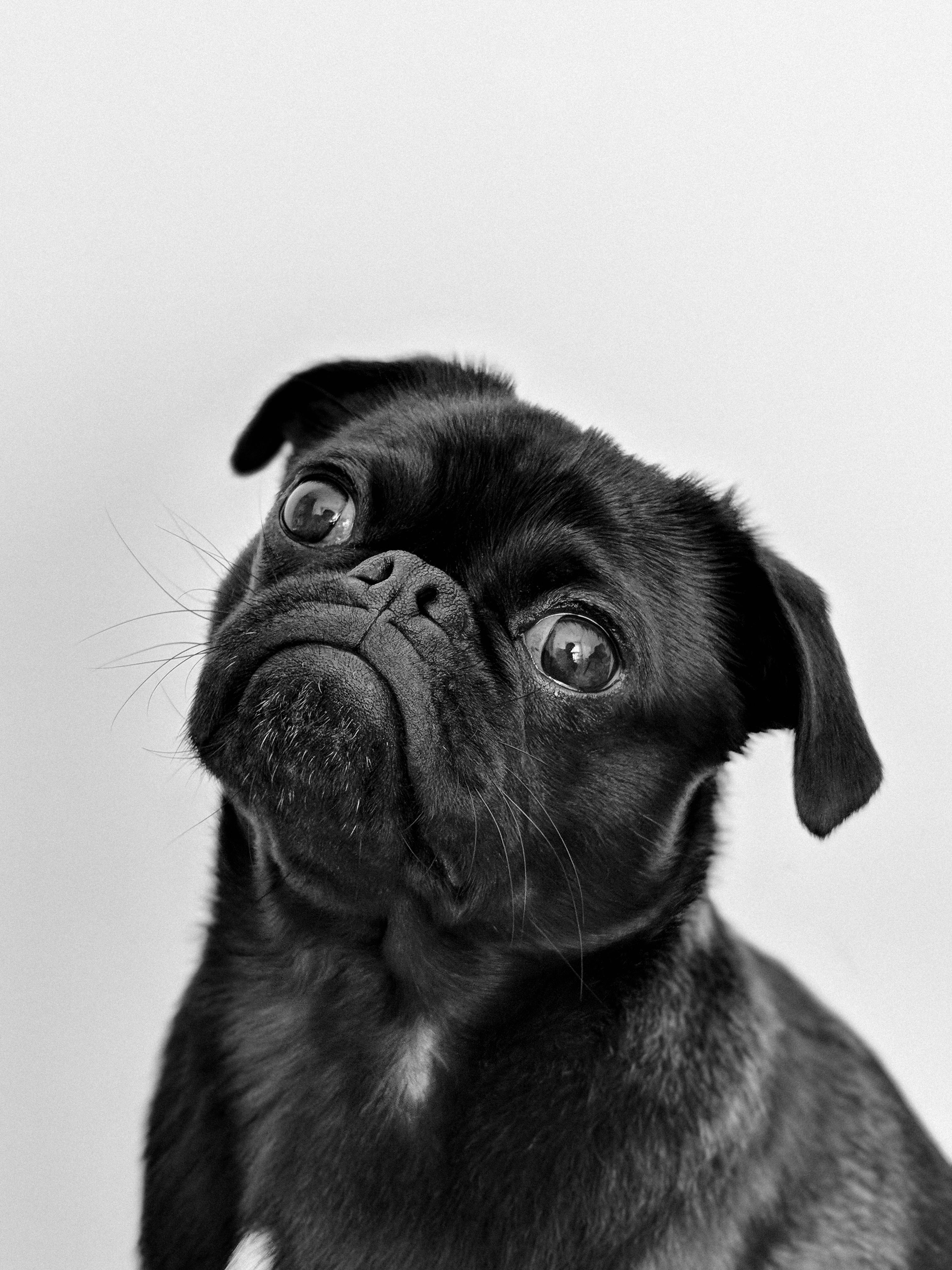 Pug negro en blanco y negro, fondos de pantalla, mascotas adorables, animales, fotografía.