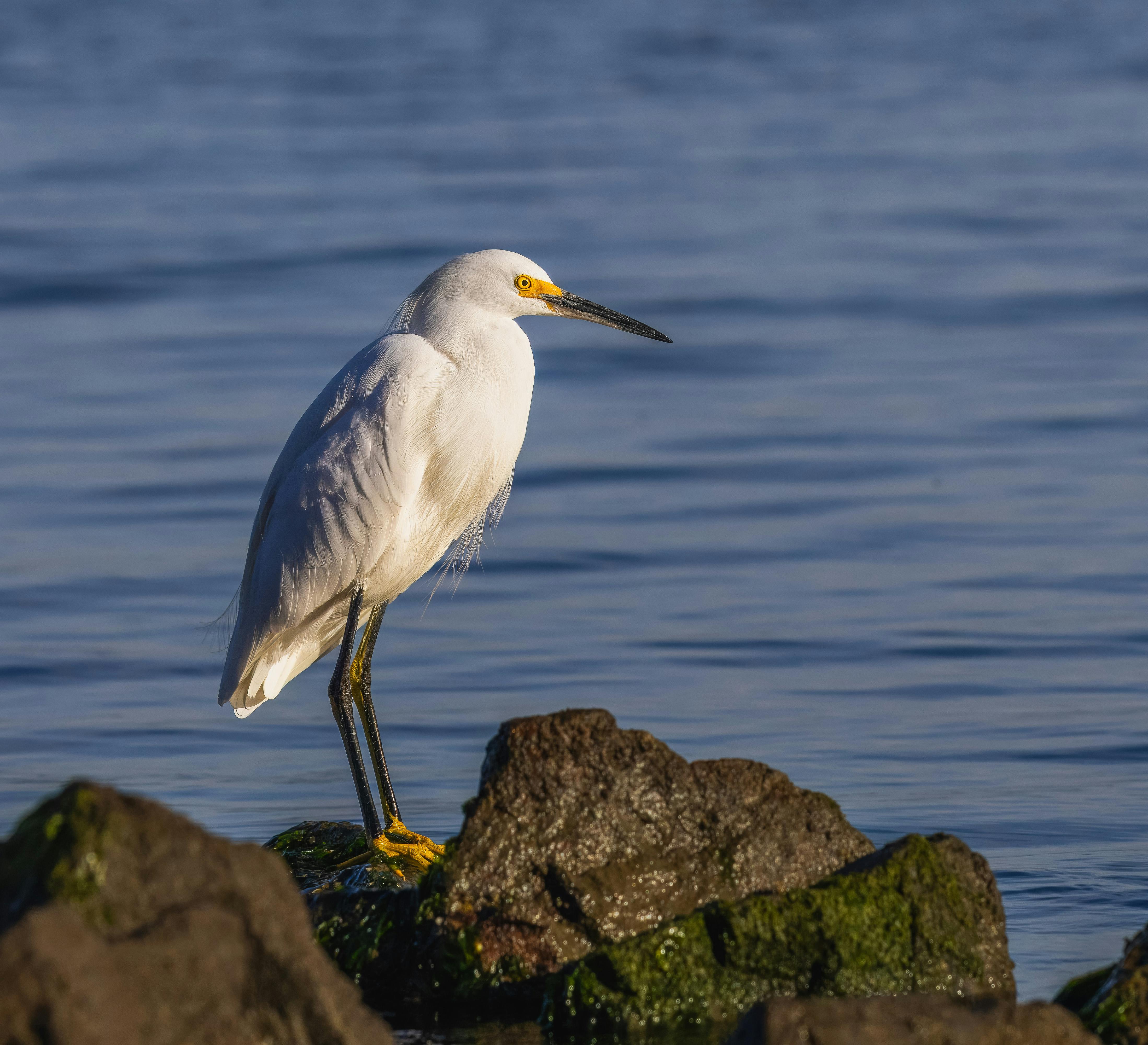 Fondo de Pantalla de pexels_18990972.jpg