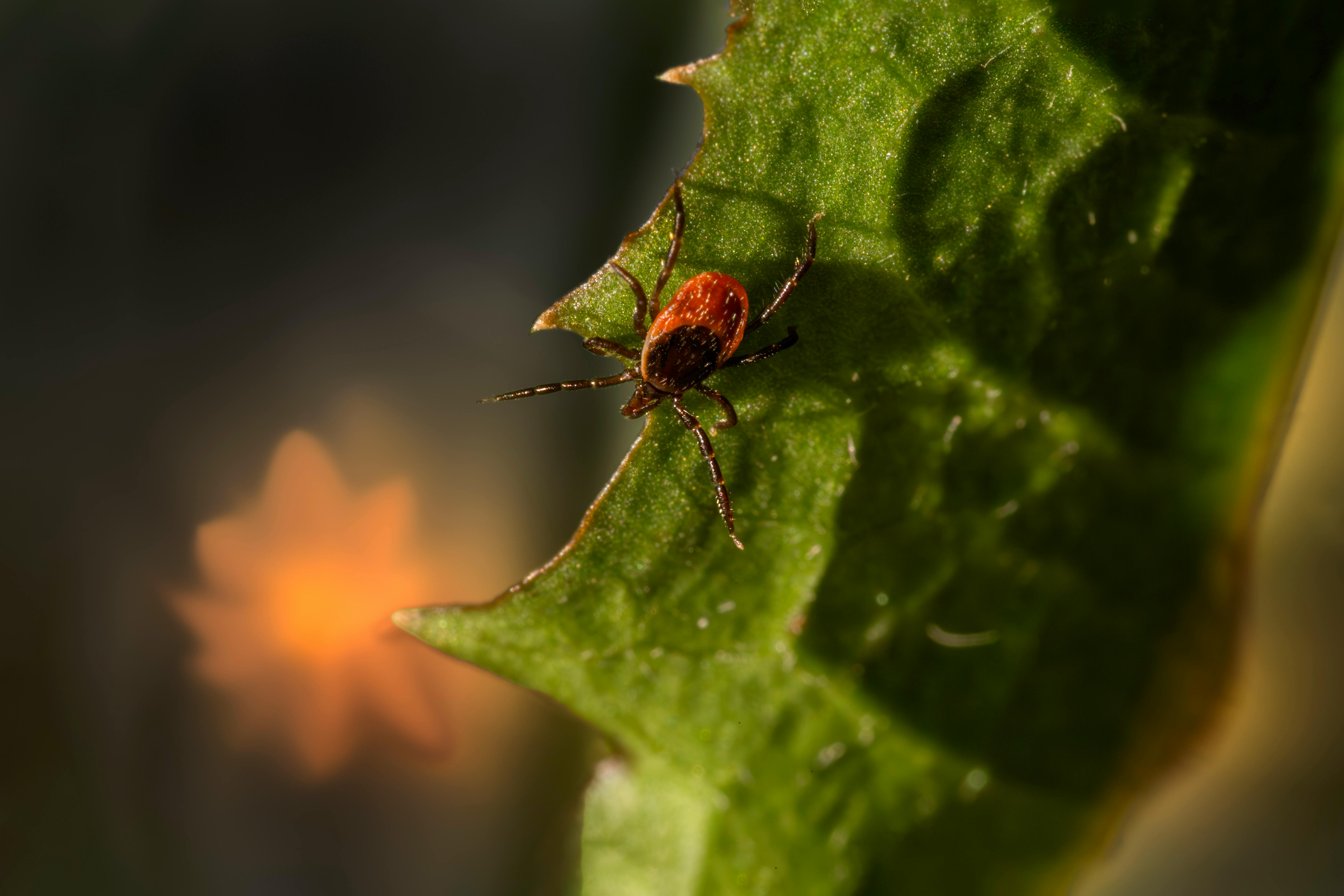 Fondo de Pantalla de pexels_19068832.jpg