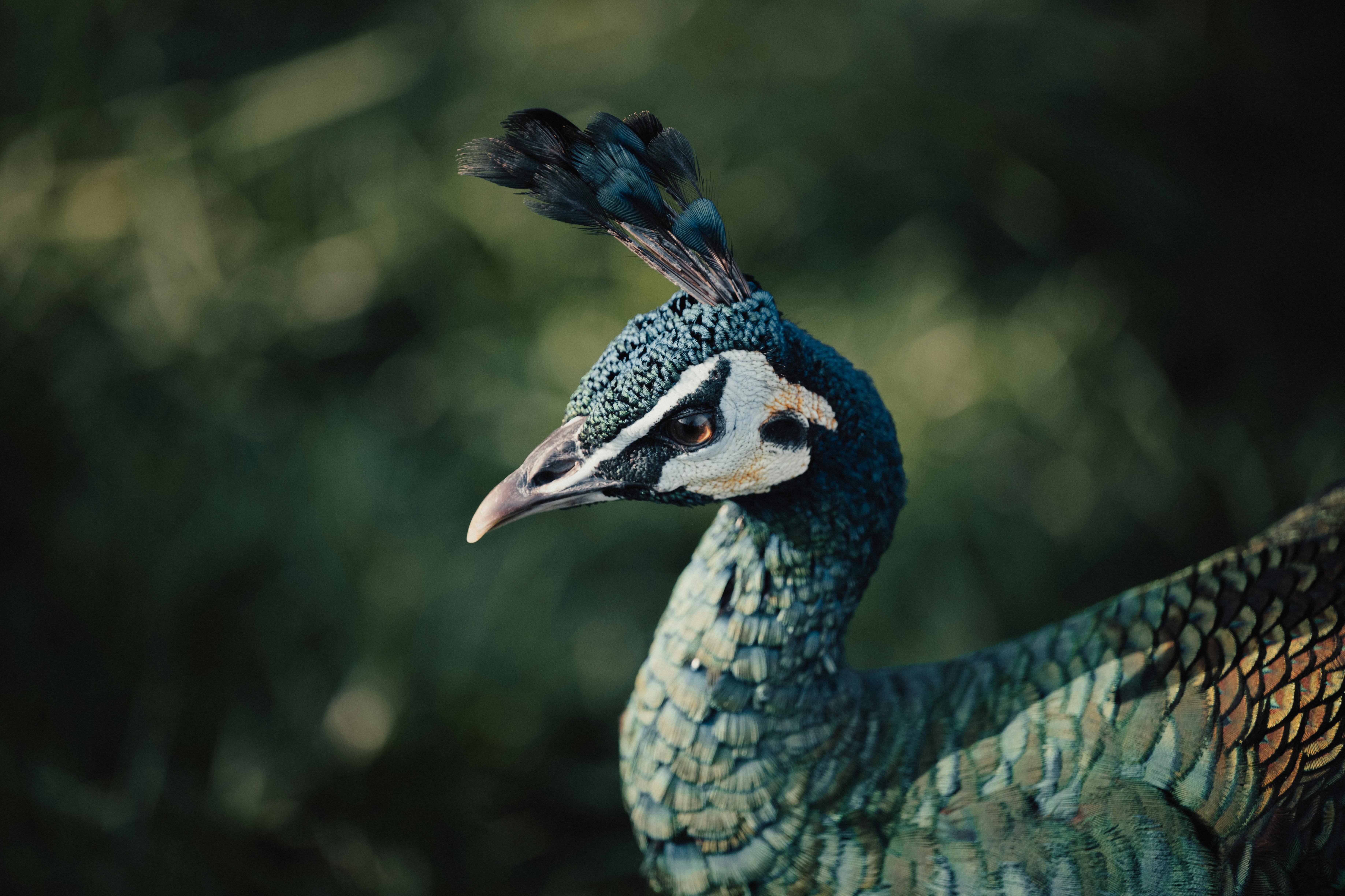 Fondo de Pantalla de pexels_19461380.jpg