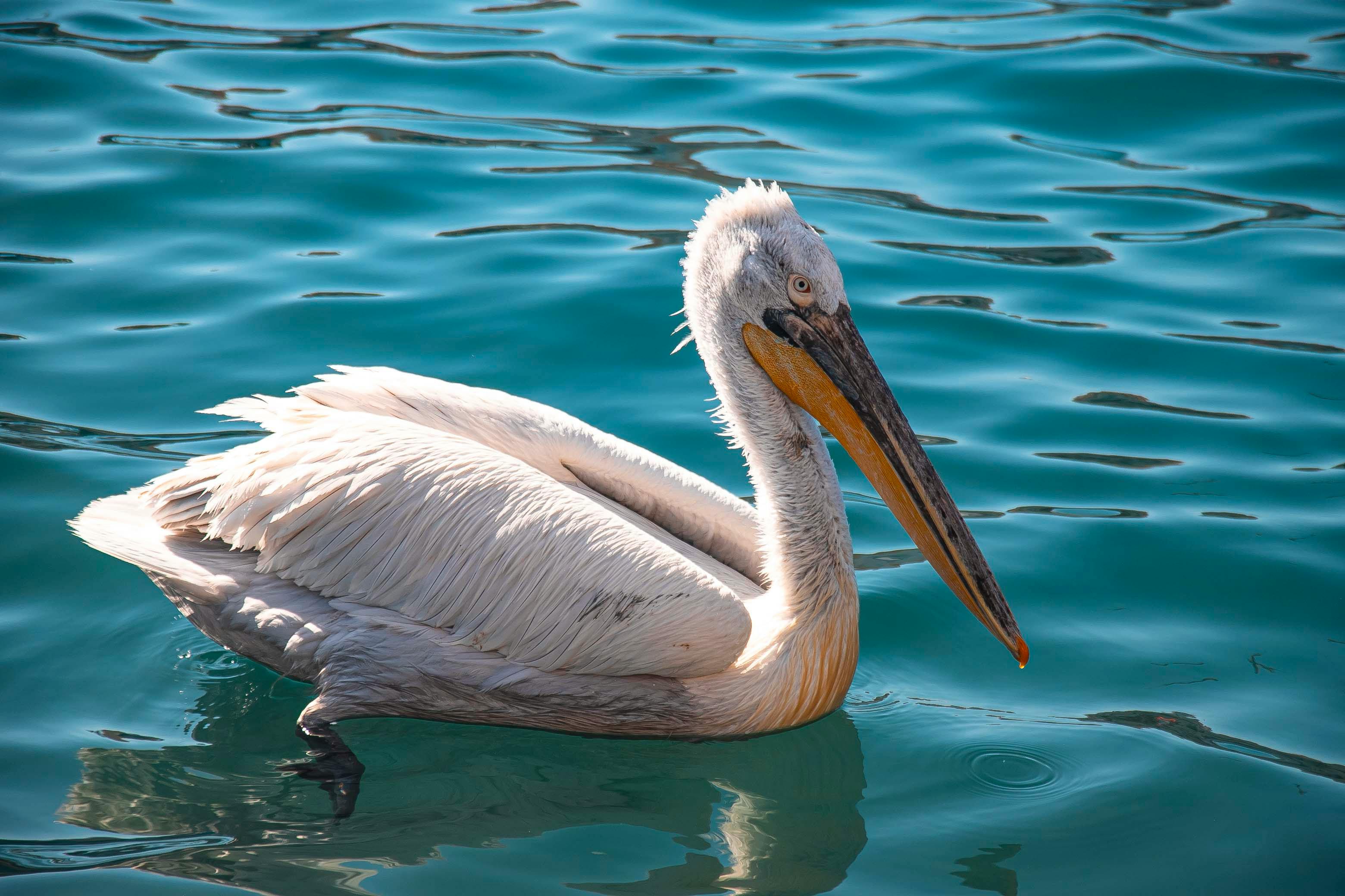 Fondo de Pantalla de pexels_21540408.jpg