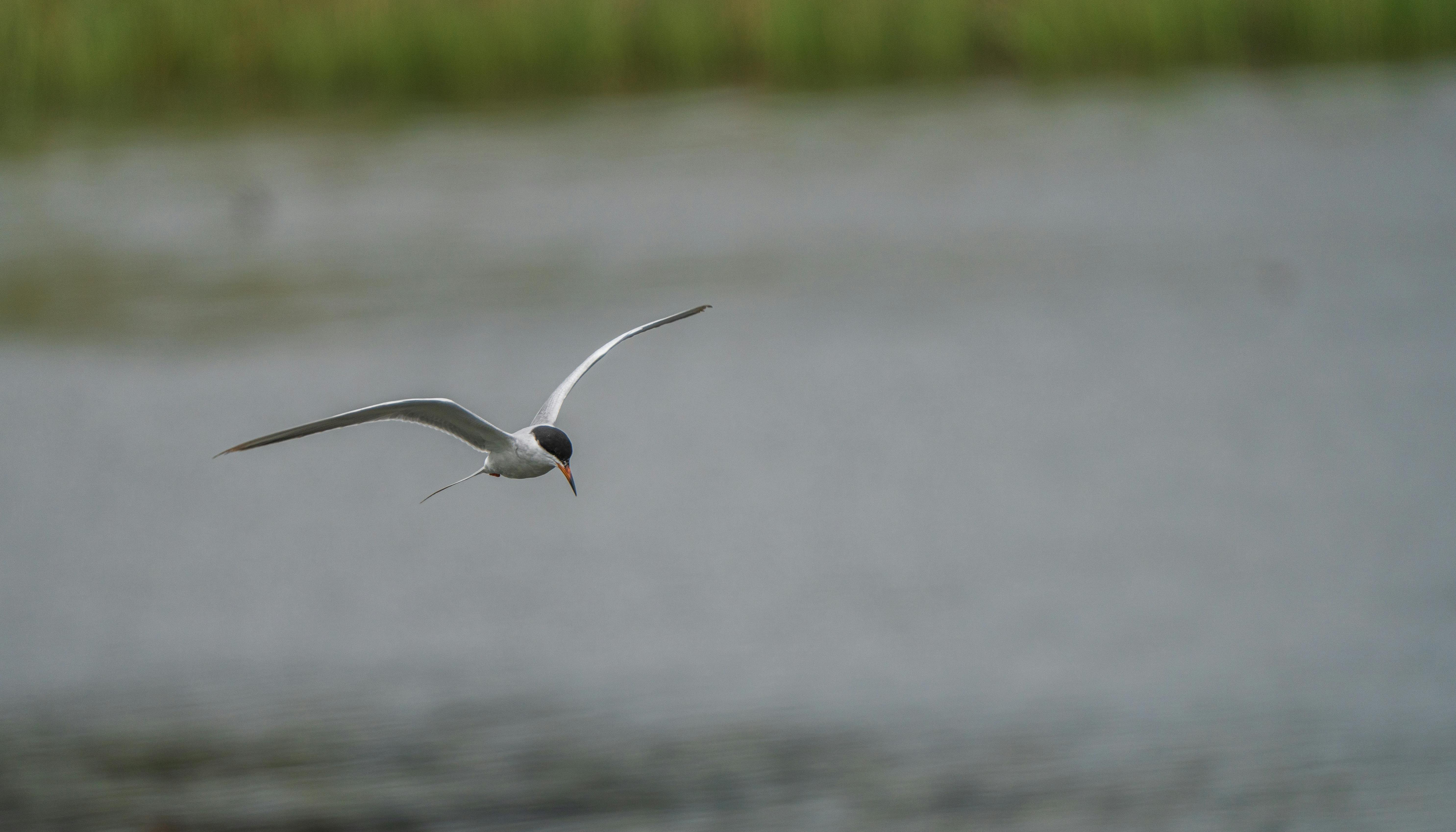 Fondo de Pantalla de pexels_21633286.jpg