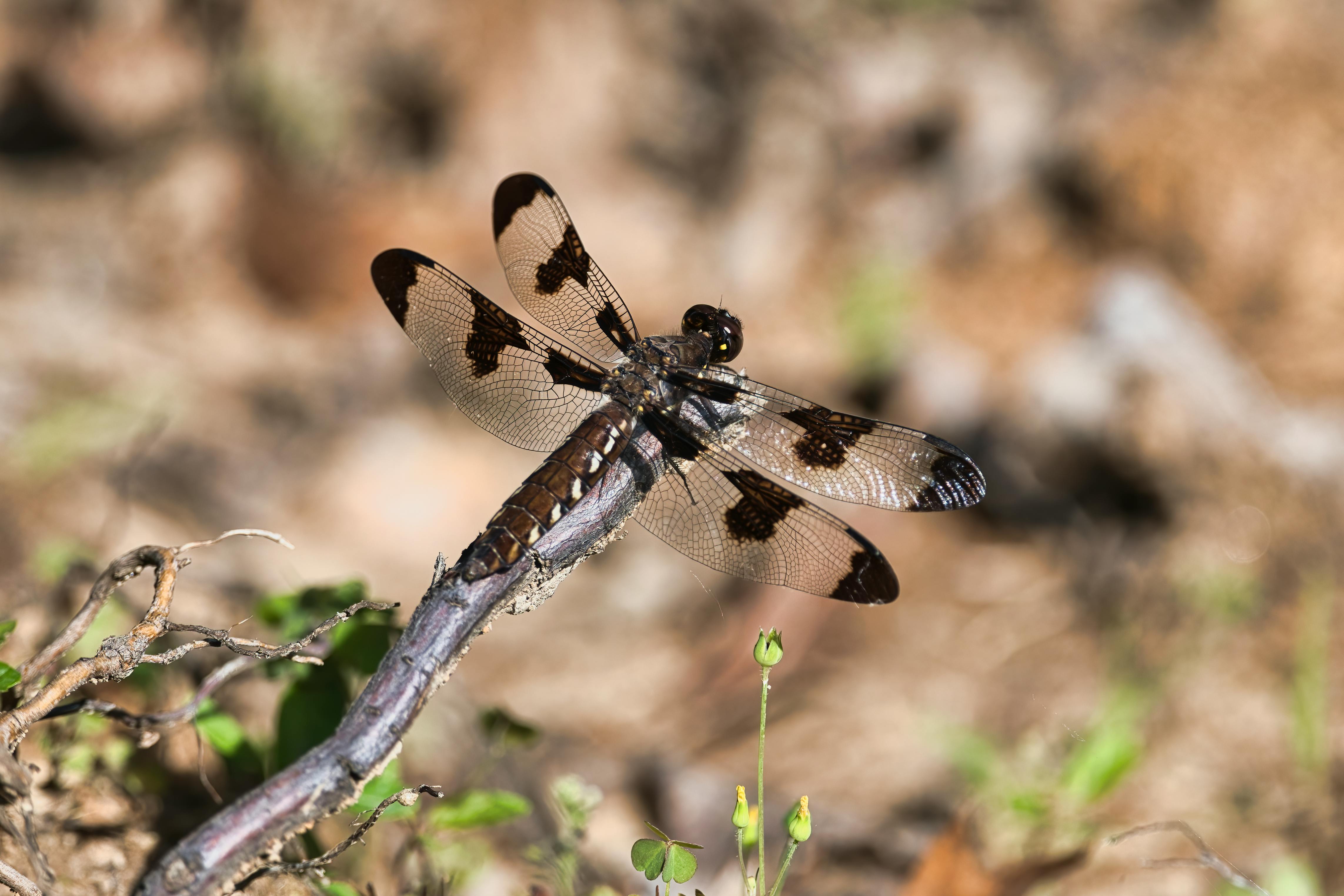 Libélula en detalle, naturaleza, macro, fondo de pantalla, insecto.