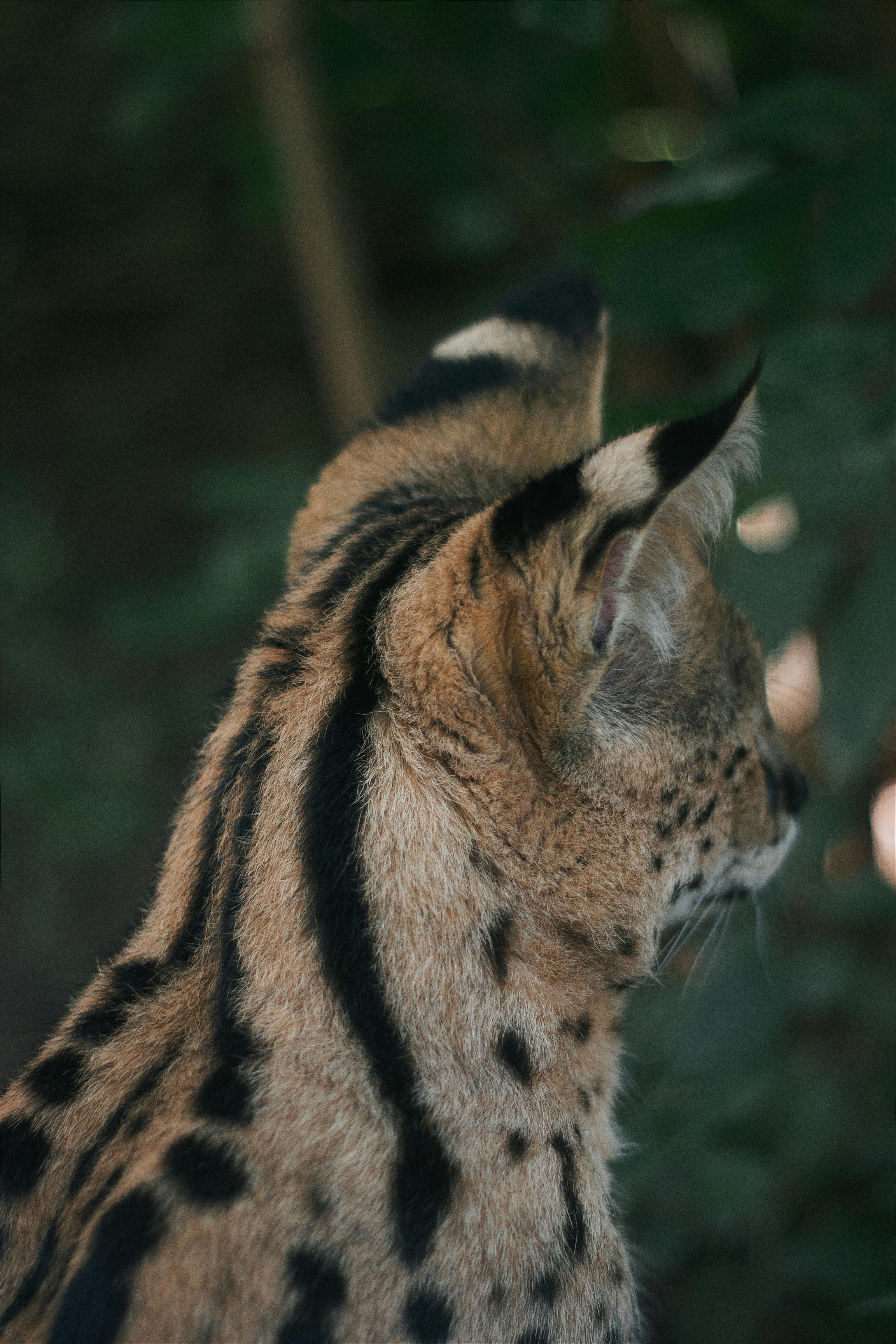 Fondo de Pantalla de pexels_25956259.jpg