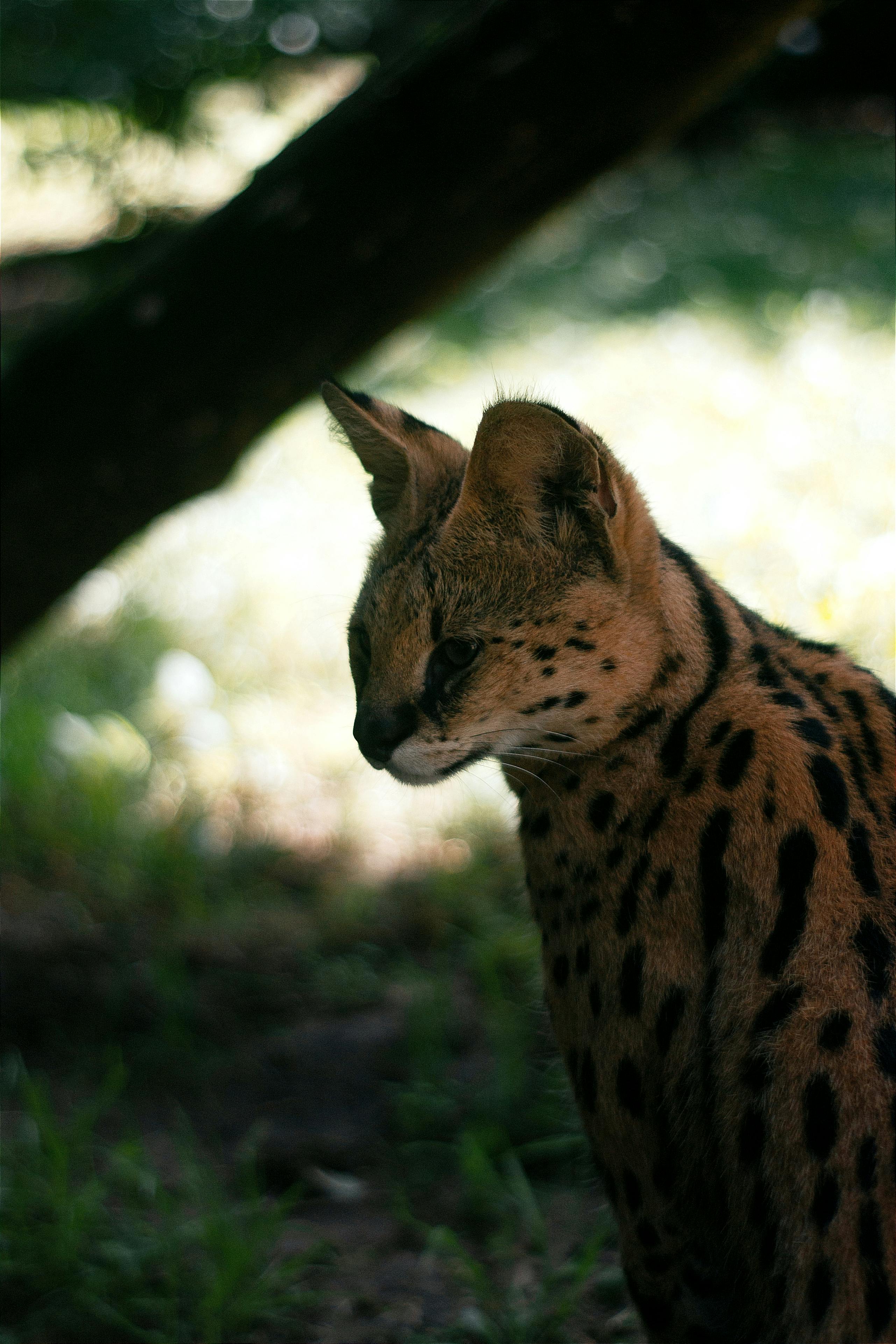 Fondo de Pantalla de pexels_25956283.jpg