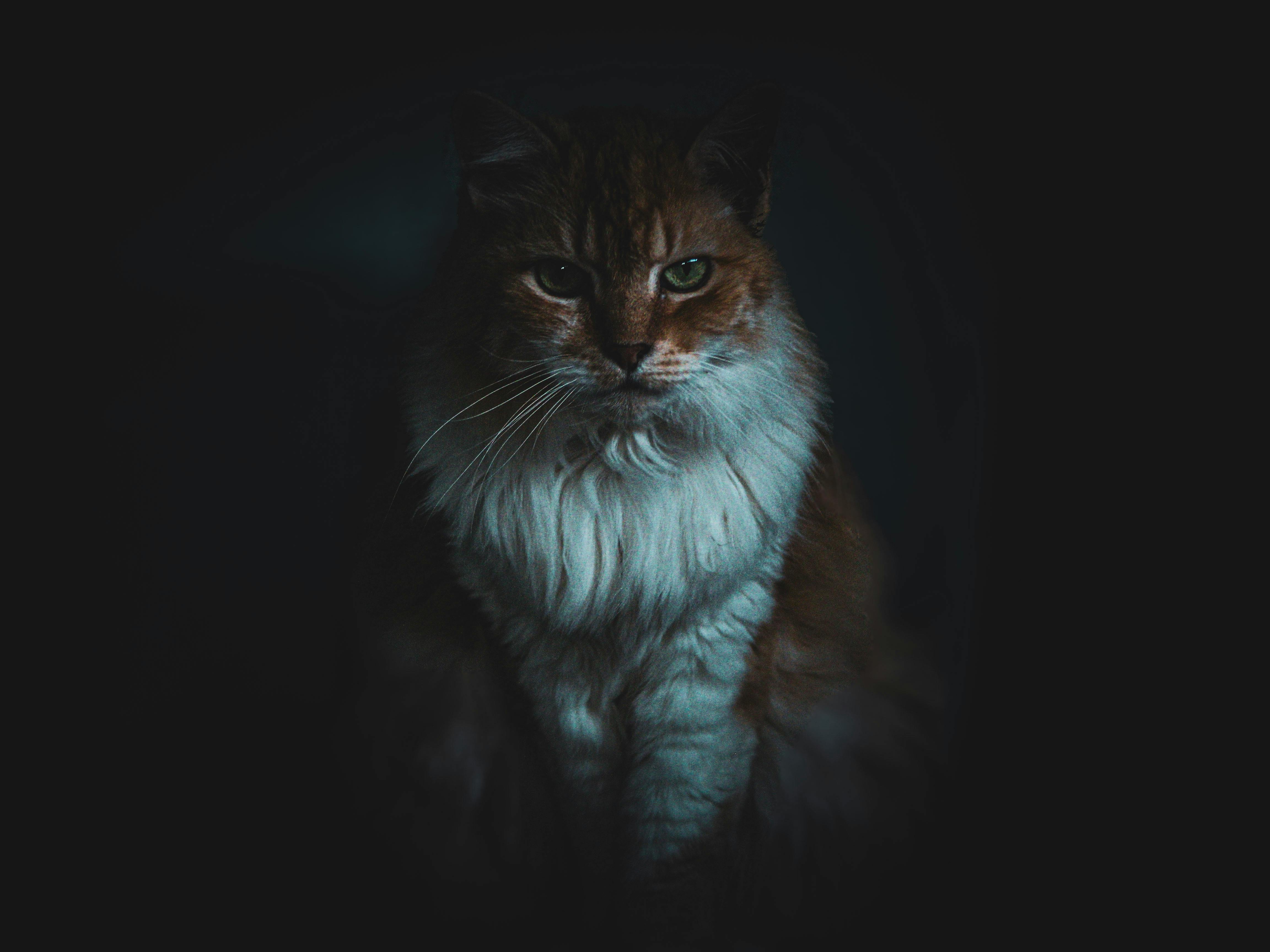 Fondo de Pantalla de pexels_29368200.jpg