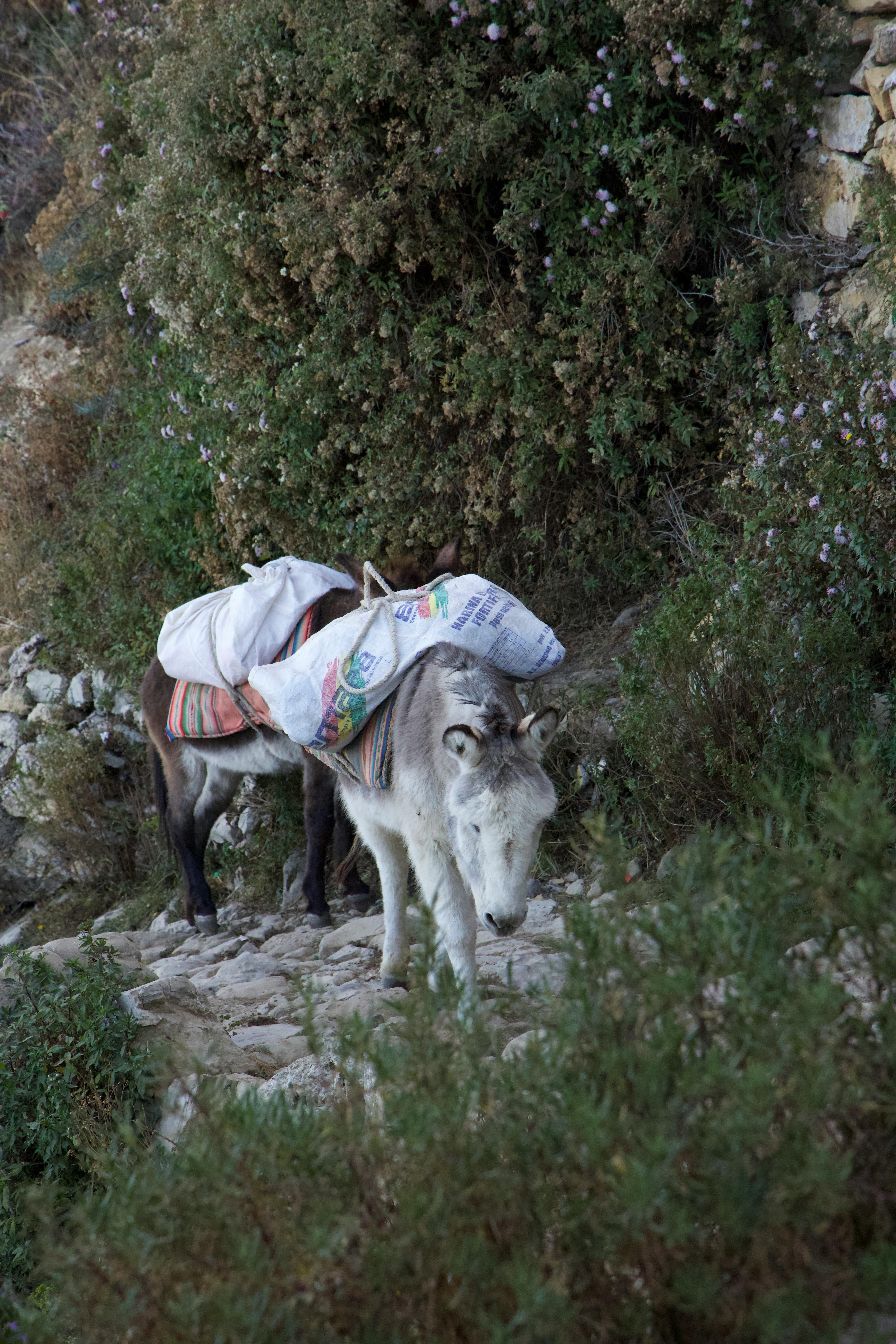 Fondo de Pantalla de pexels_29512432.jpg