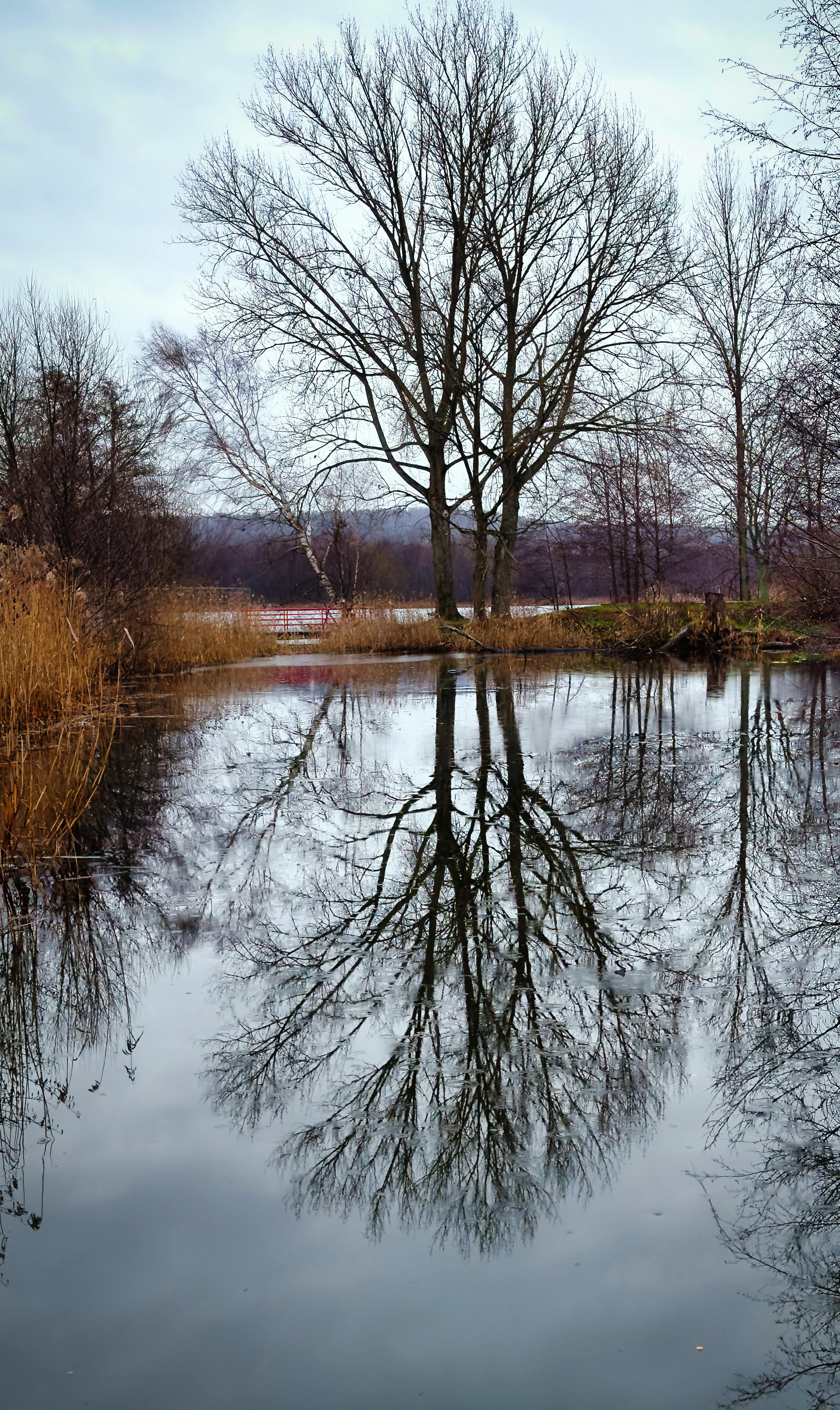 Fondo de Pantalla de pexels_29536021.jpg