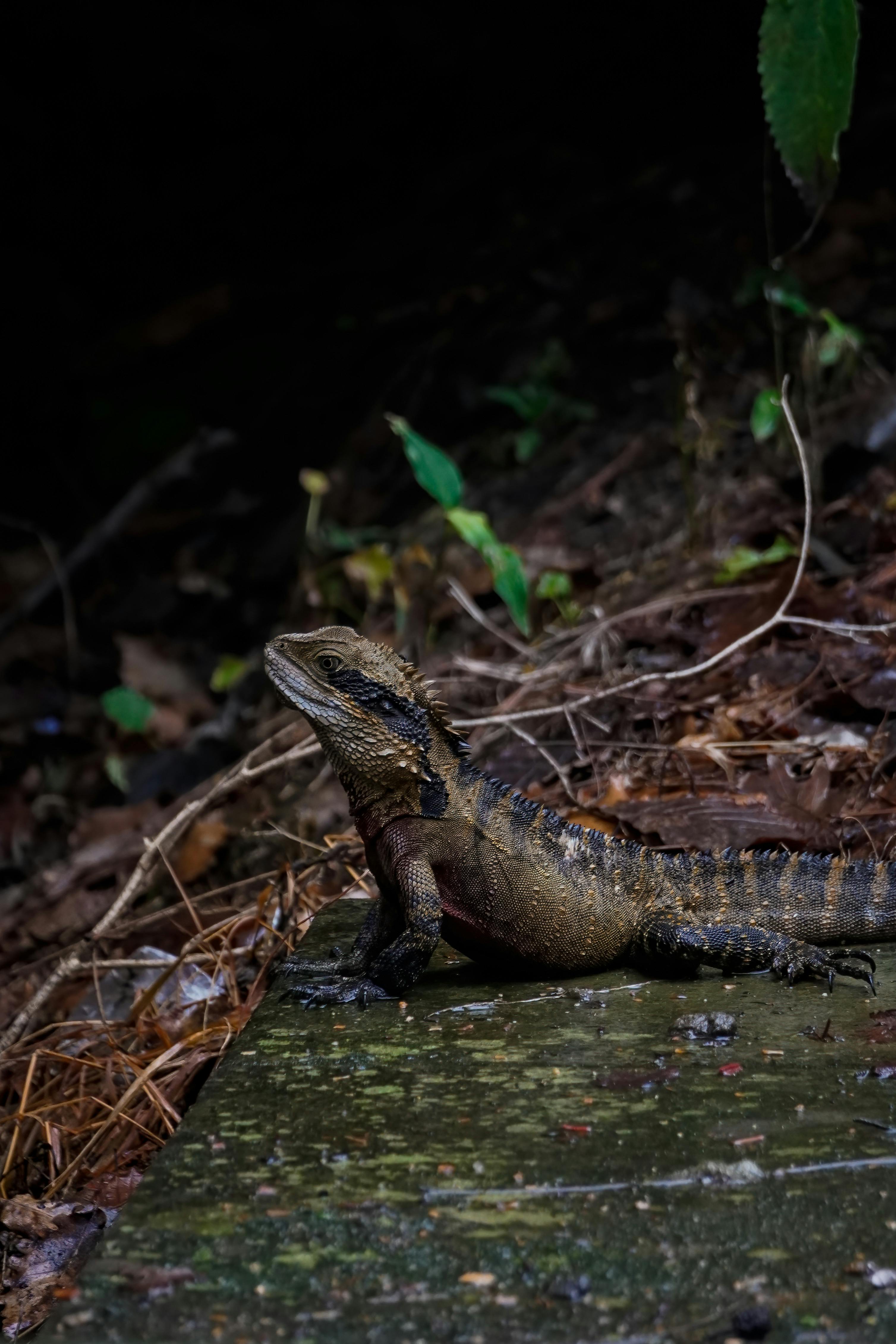 Fondo de Pantalla de pexels_29591864.jpg