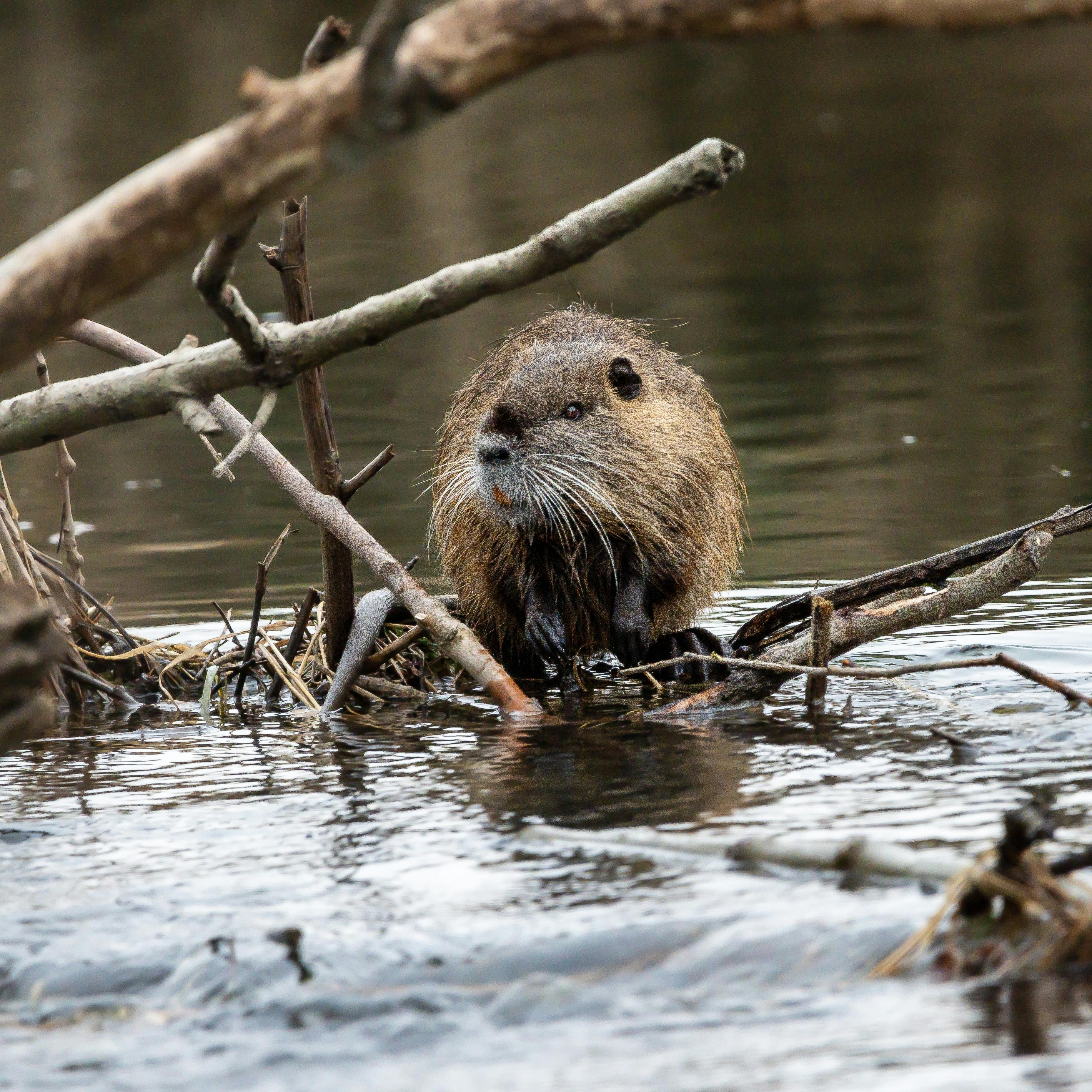 Fondo de Pantalla de pexels_29726967.jpg