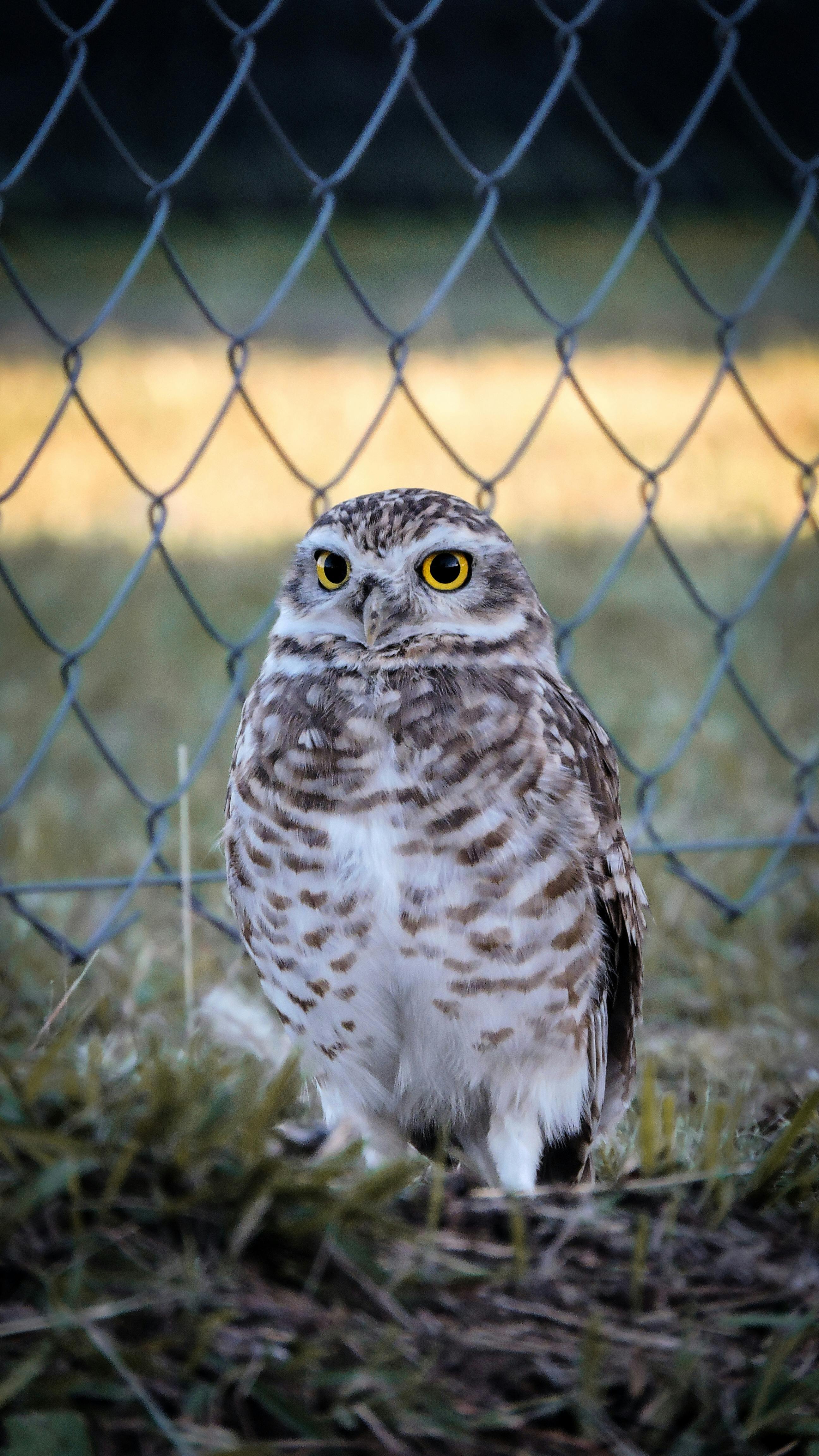 Fondo de Pantalla de pexels_29752181.jpg