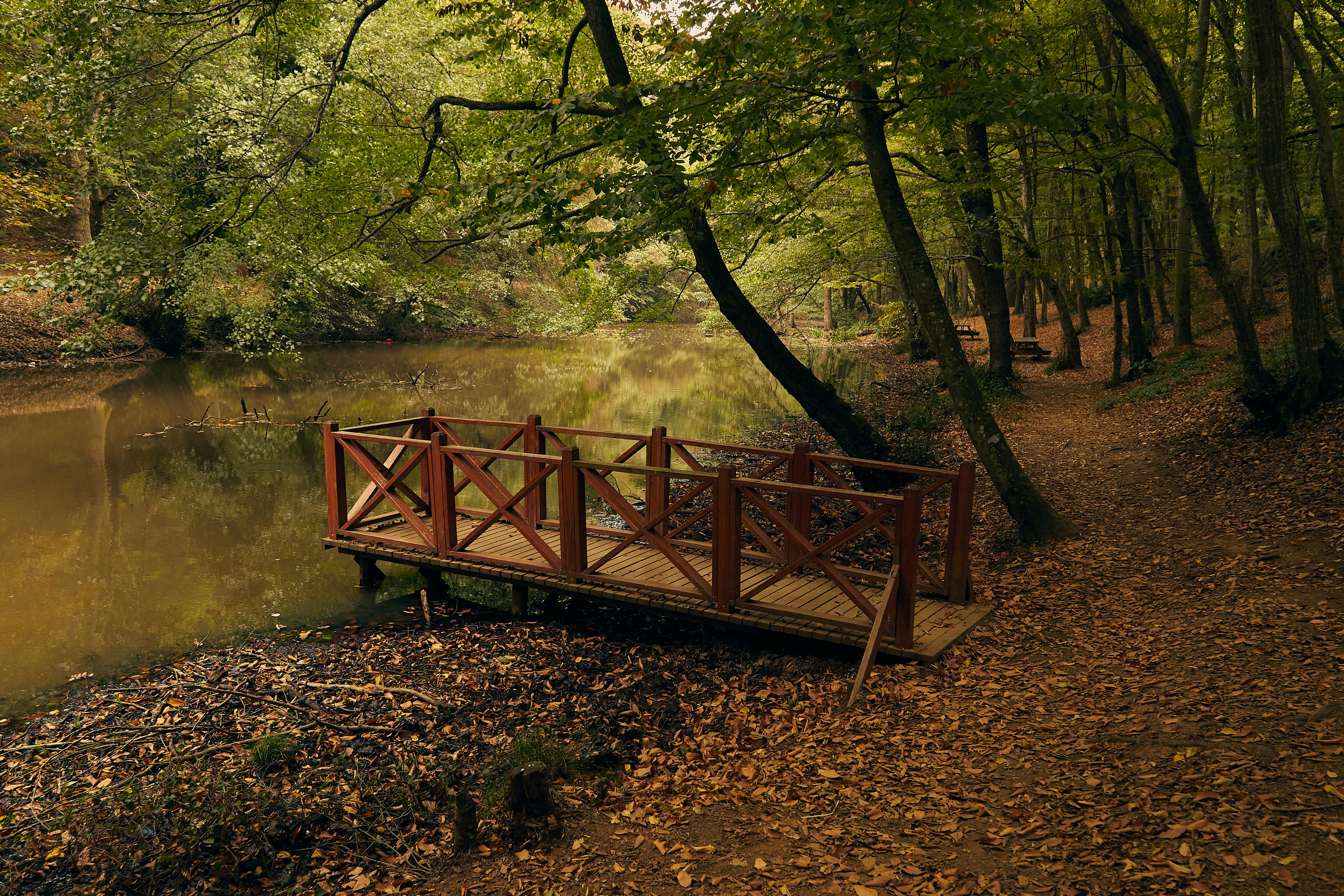 Fondo de Pantalla de pexels_29959512.jpg