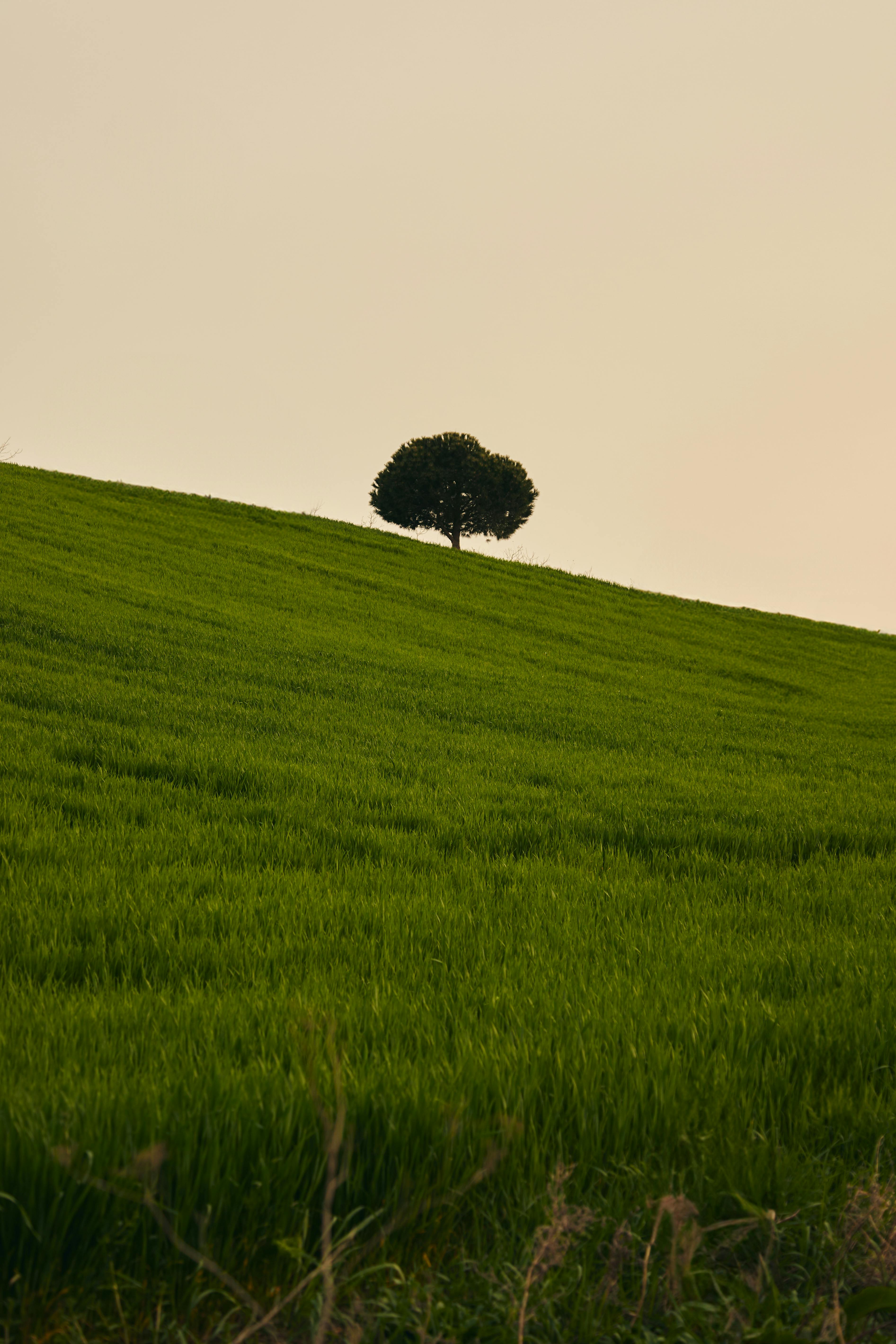 Fondo de Pantalla de pexels_29959622.jpg