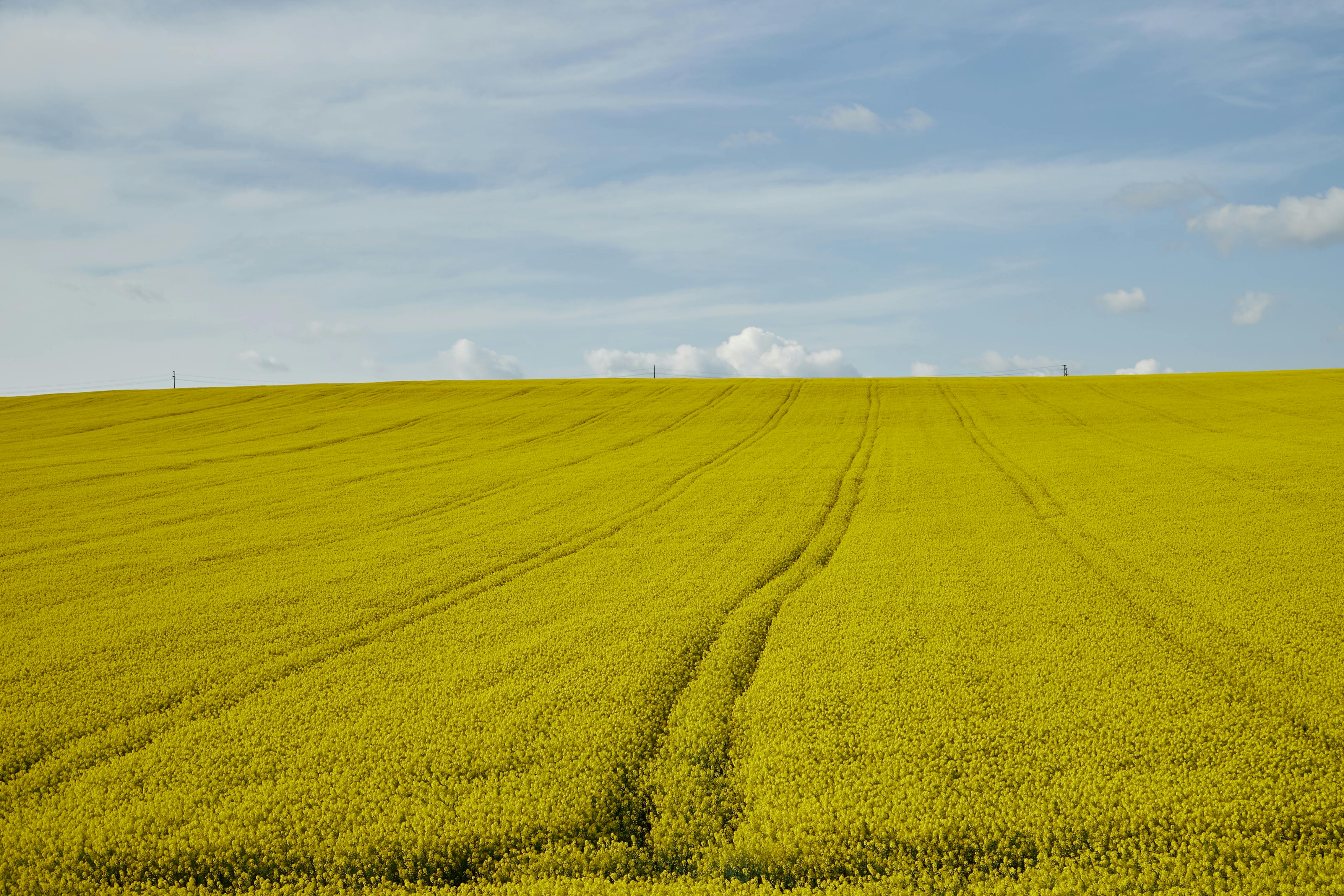 Fondo de Pantalla de pexels_29975768.jpg