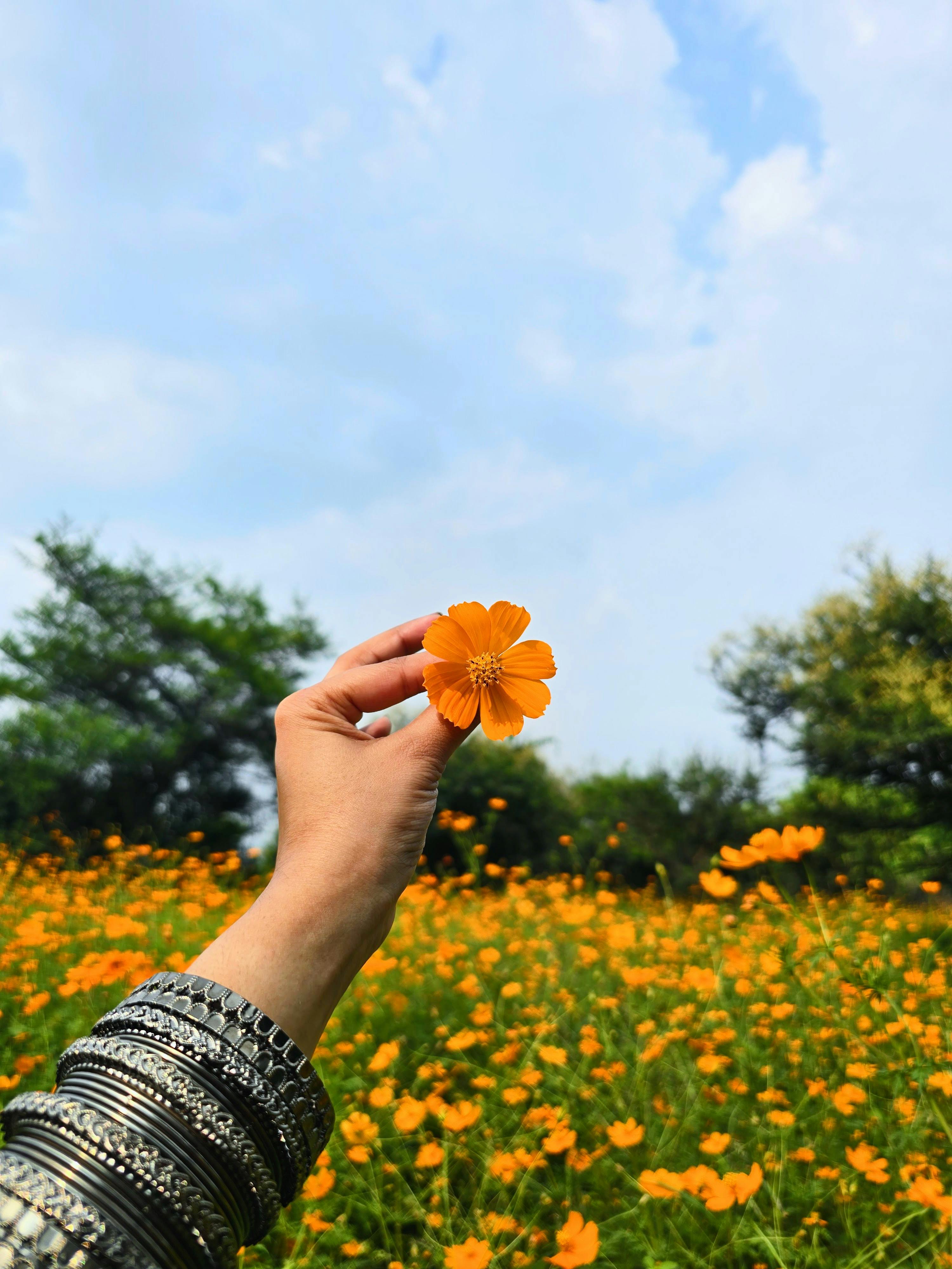 Flor naranja en campo, naturaleza, wallpapers, fondo de pantalla, belleza.