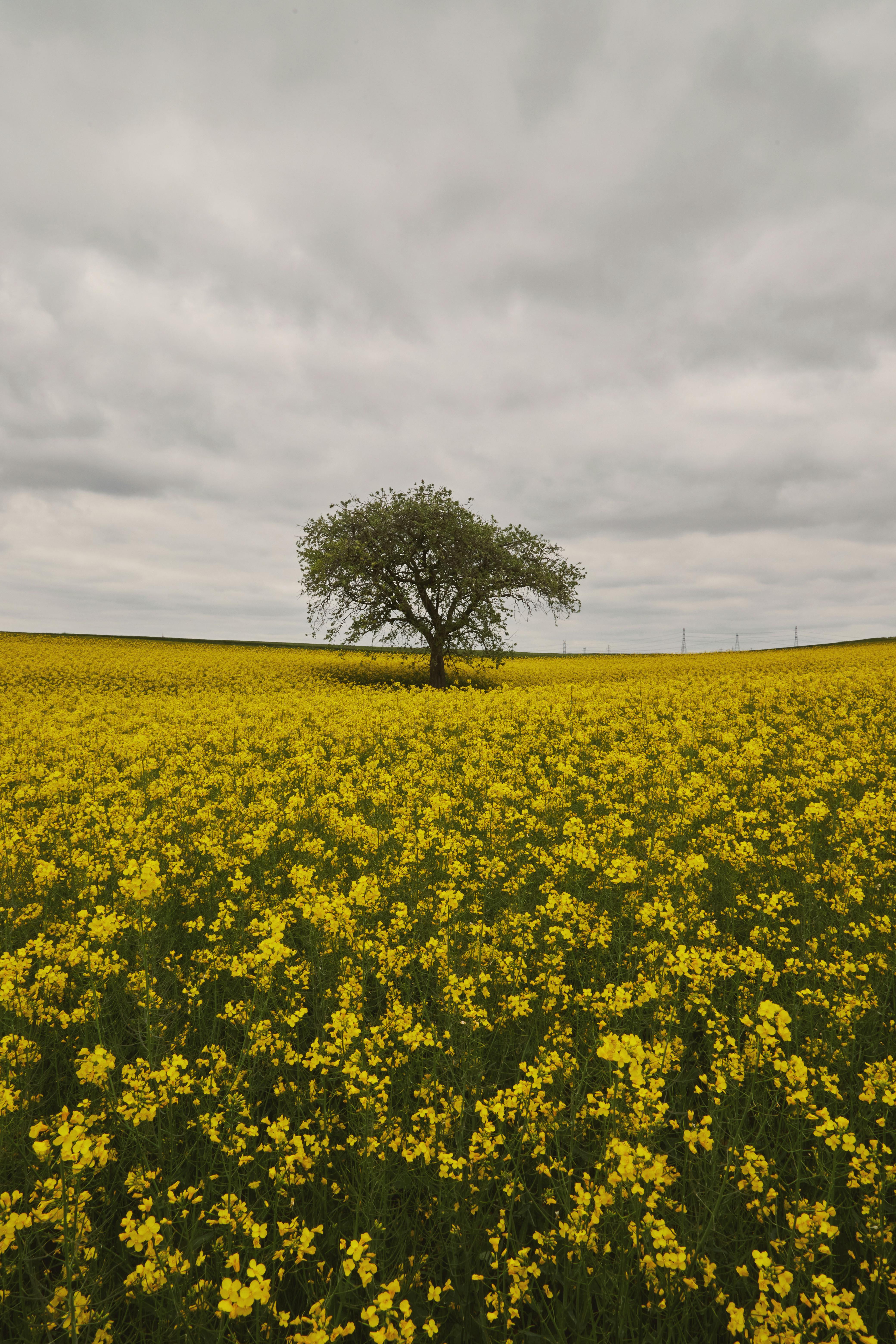 Fondo de Pantalla de pexels_30052229.jpg