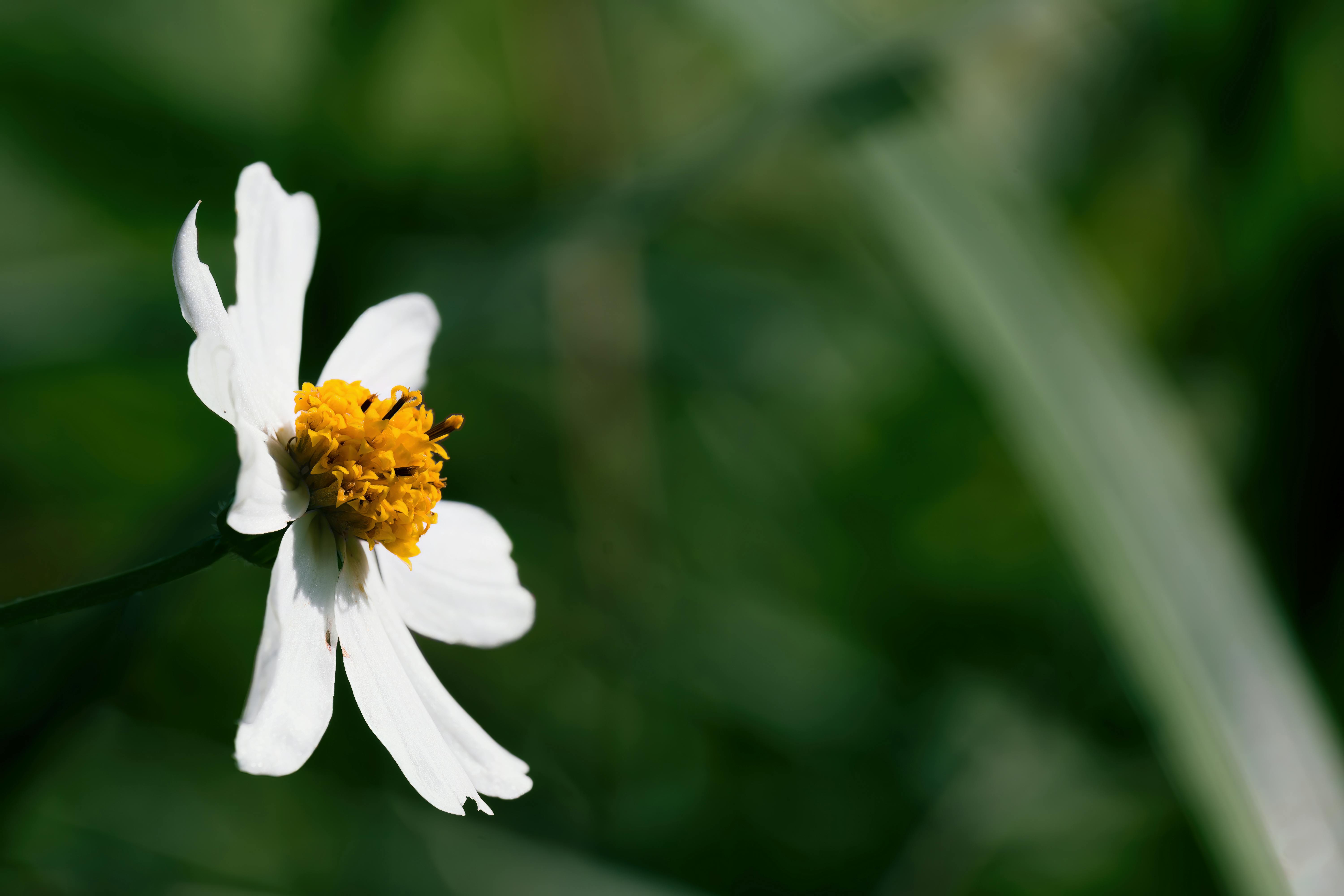 Fondo de Pantalla de pexels_30100432.jpg