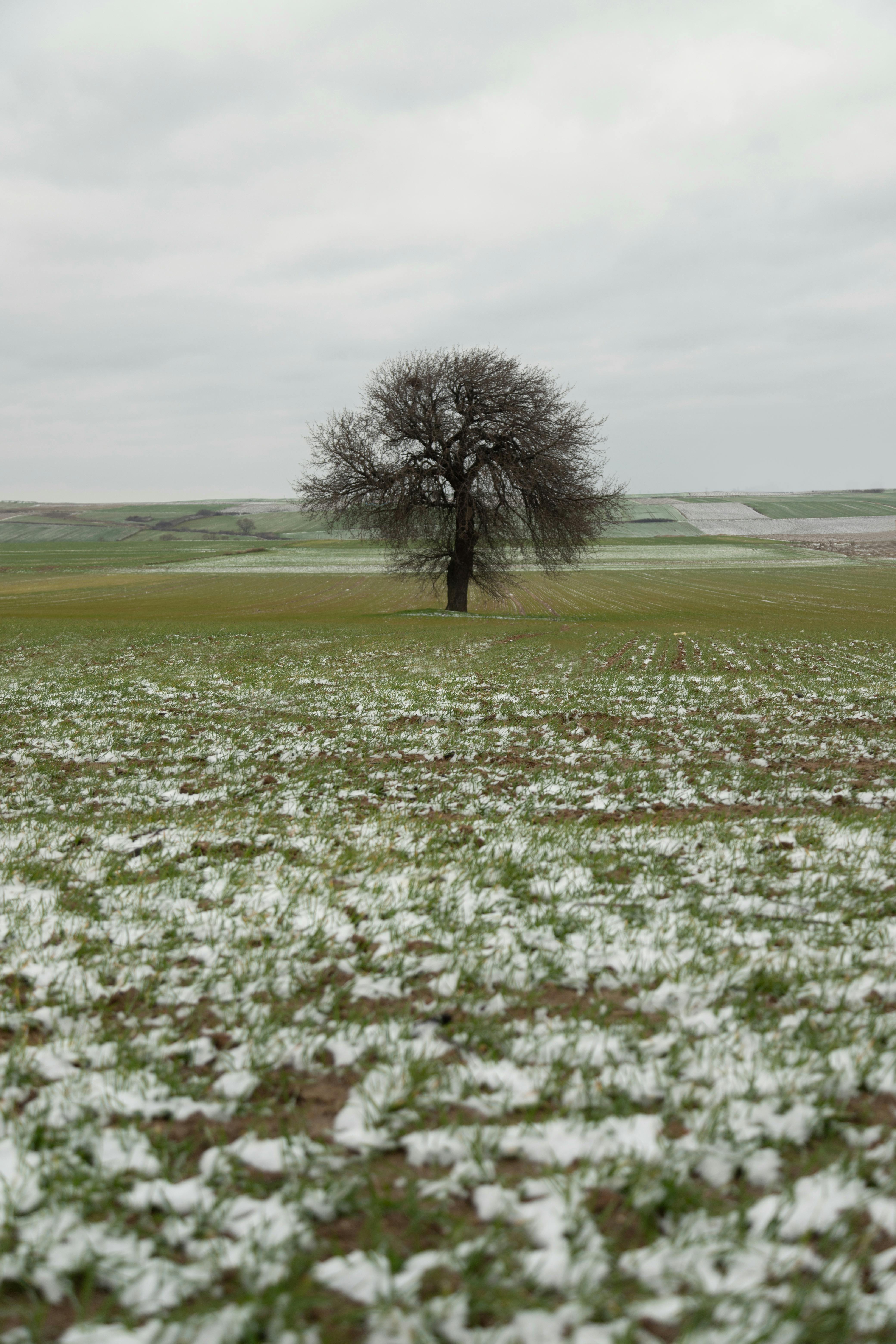 Fondo de Pantalla de pexels_30131979.jpg