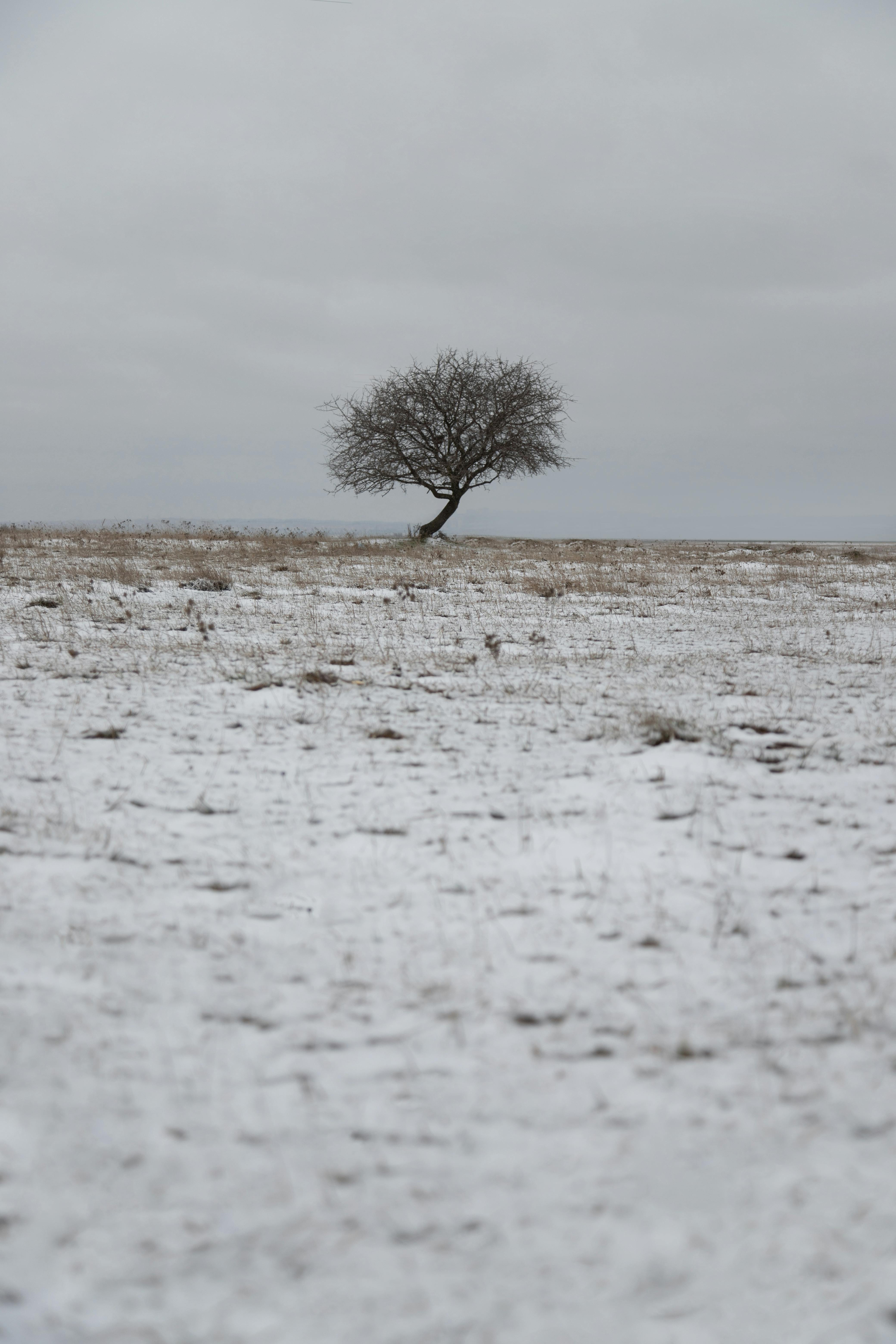 Fondo de Pantalla de pexels_30131987.jpg