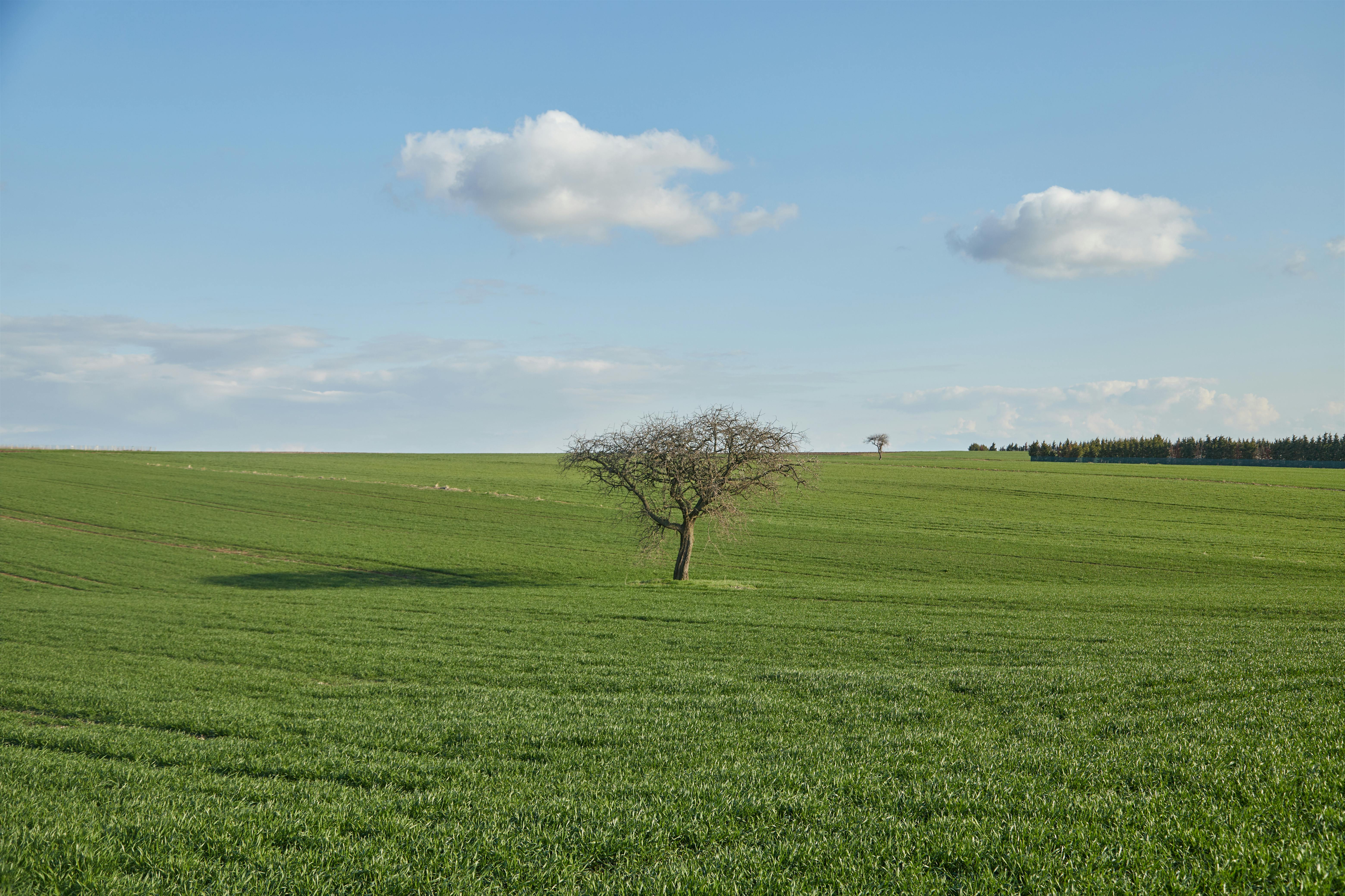 Fondo de Pantalla de pexels_30132043.jpg