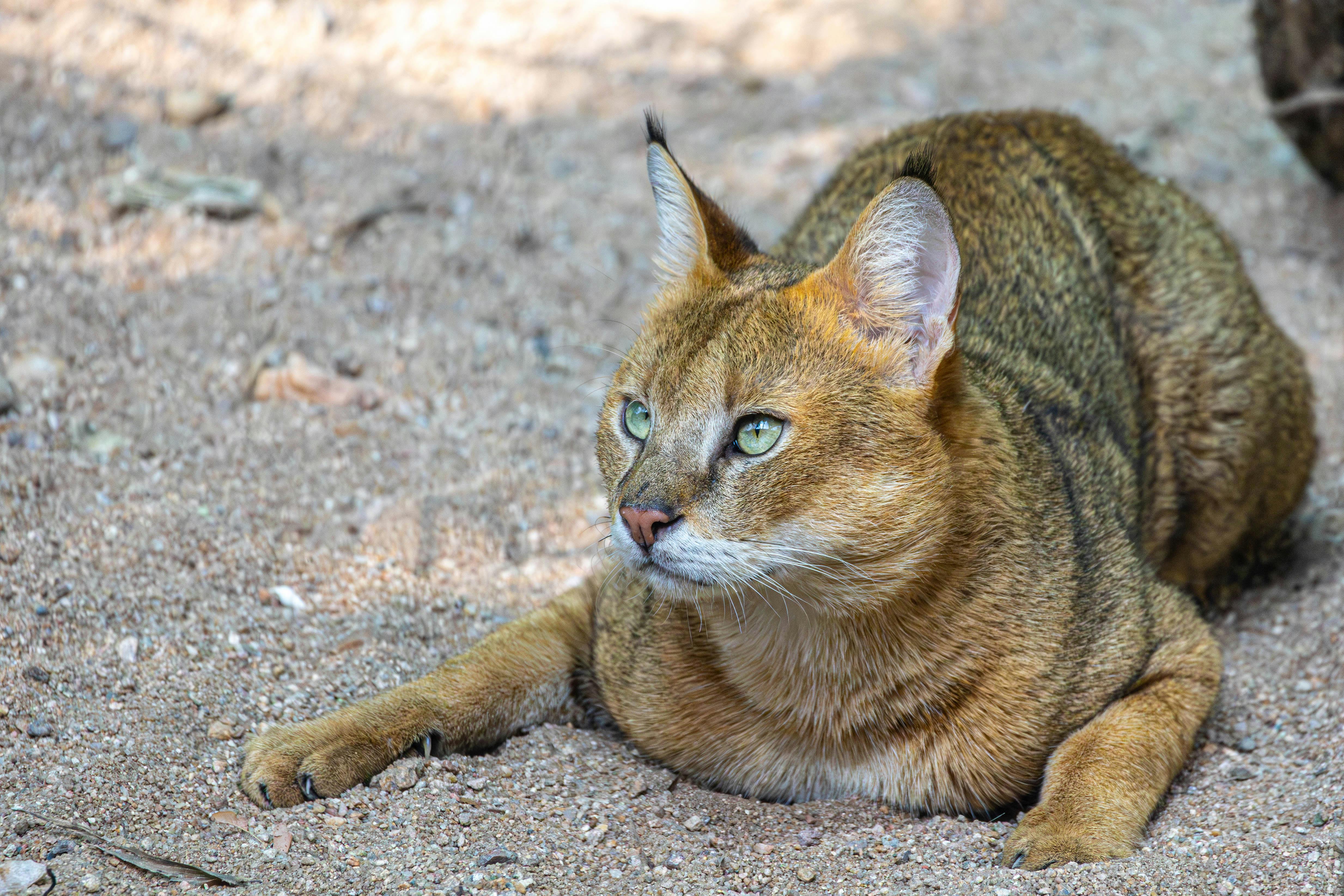 Fondo de Pantalla de pexels_30163610.jpg