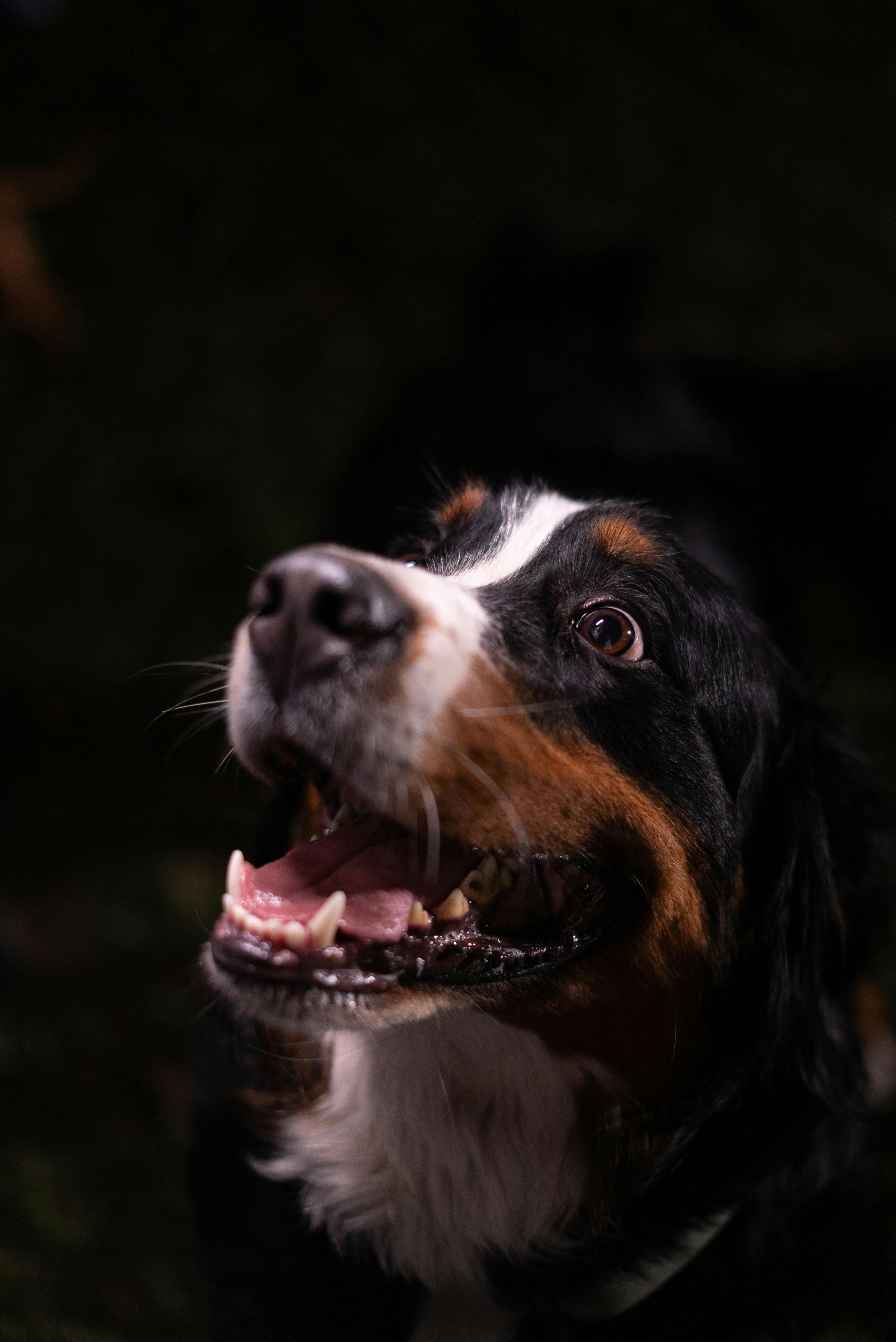 Fondo de Pantalla de pexels_30166889.jpg