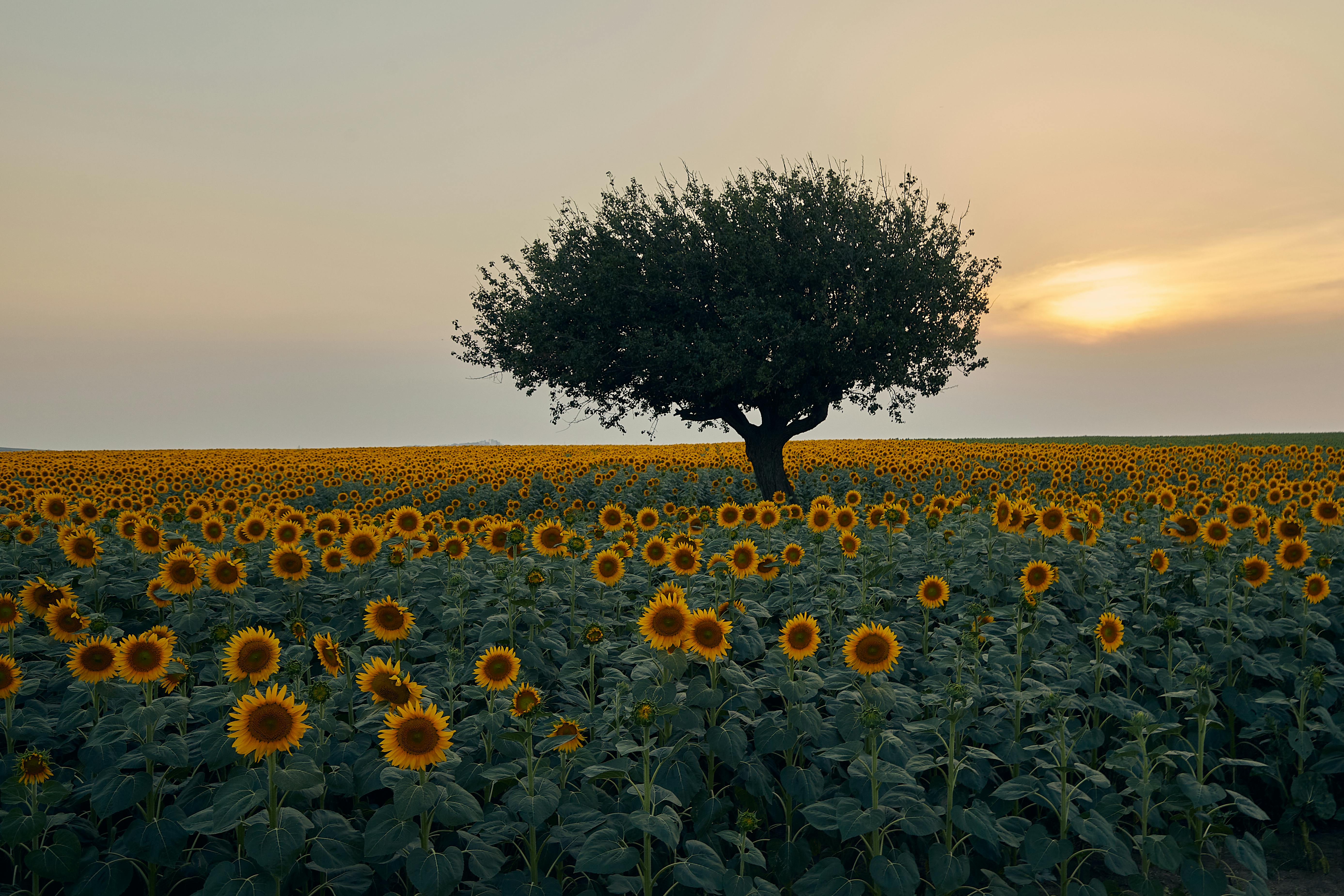 Fondo de Pantalla de pexels_30178542.jpg