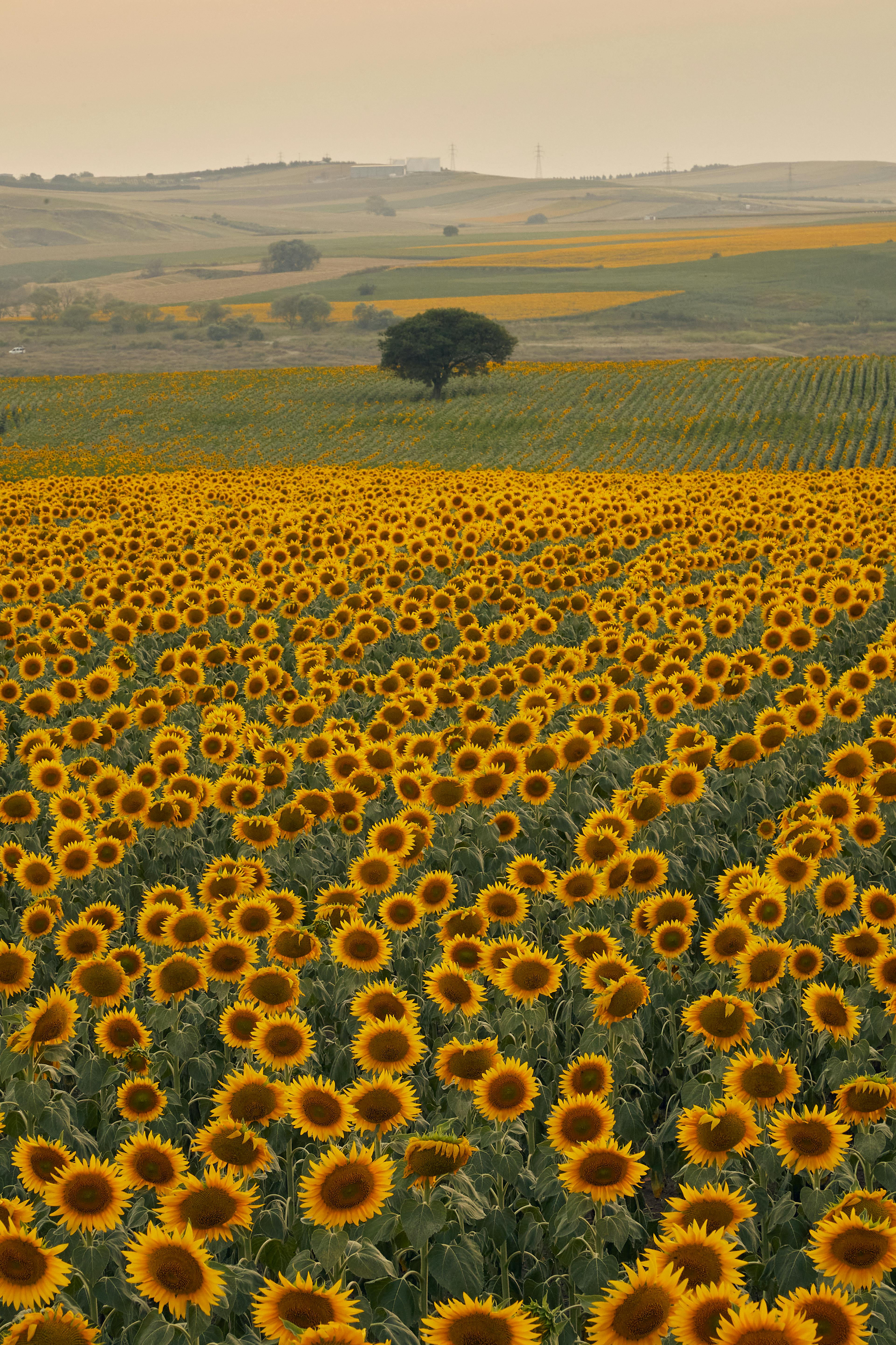 Fondo de Pantalla de pexels_30178547.jpg