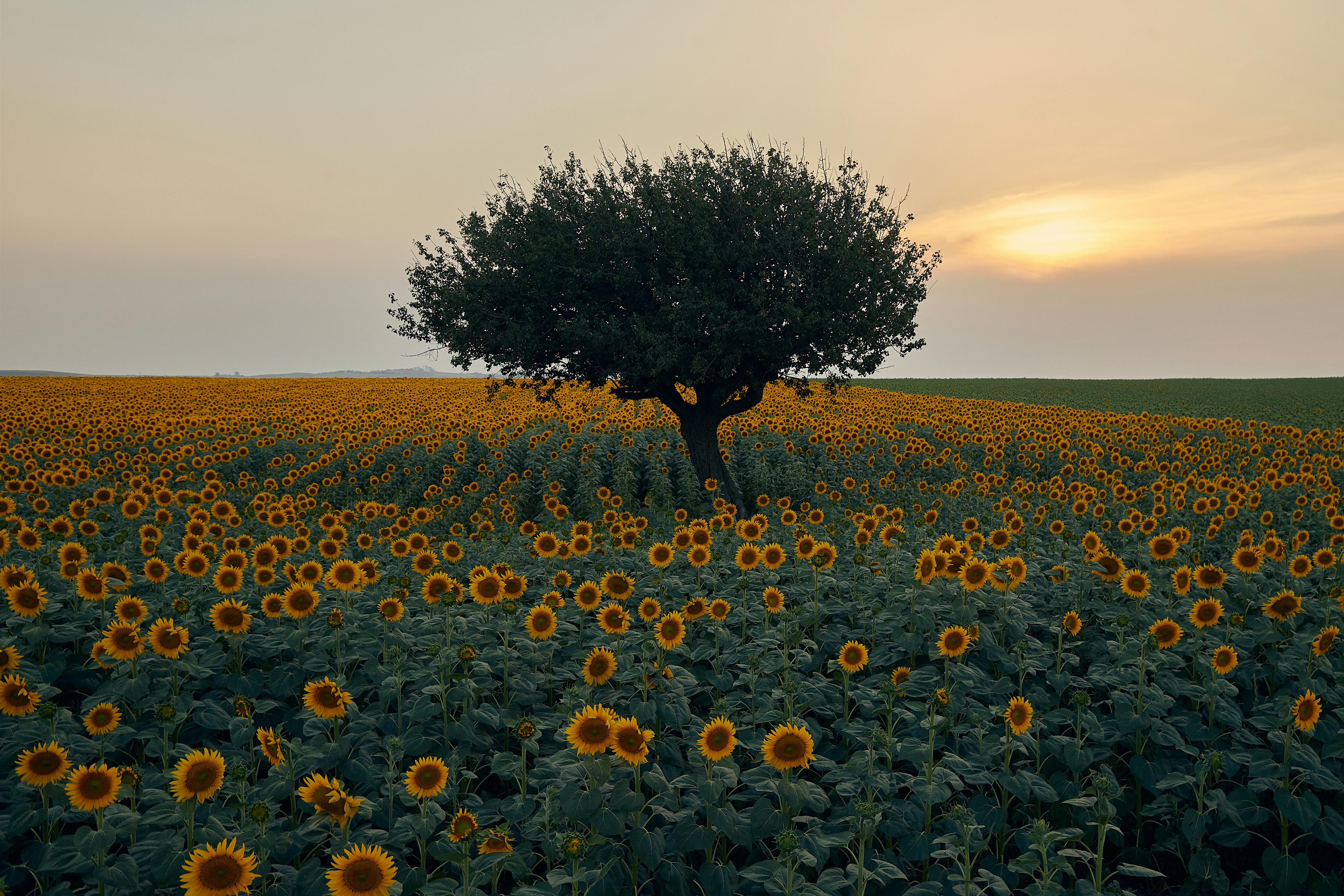 Fondo de Pantalla de pexels_30178554.jpg