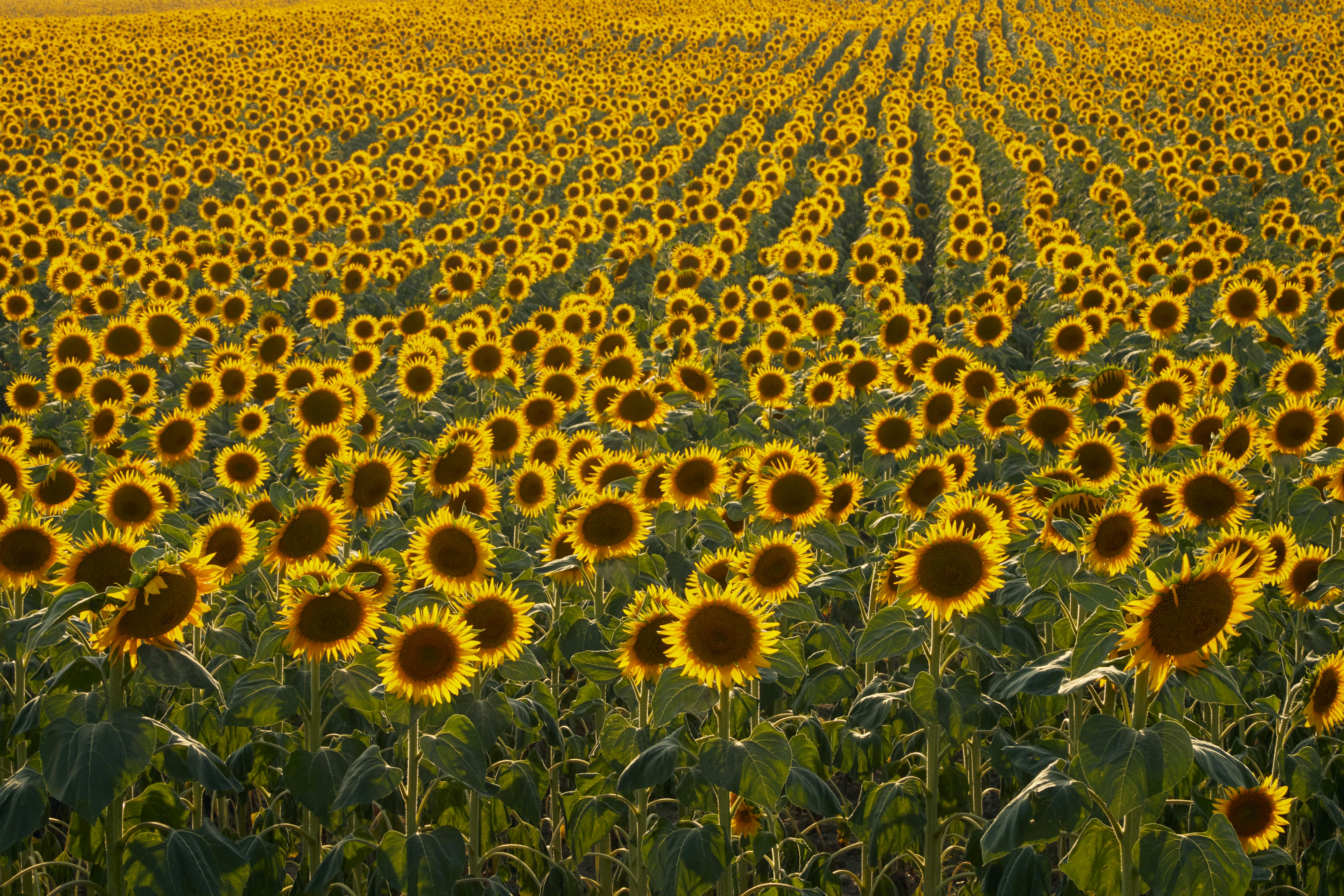 Fondo de Pantalla de pexels_30178555.jpg