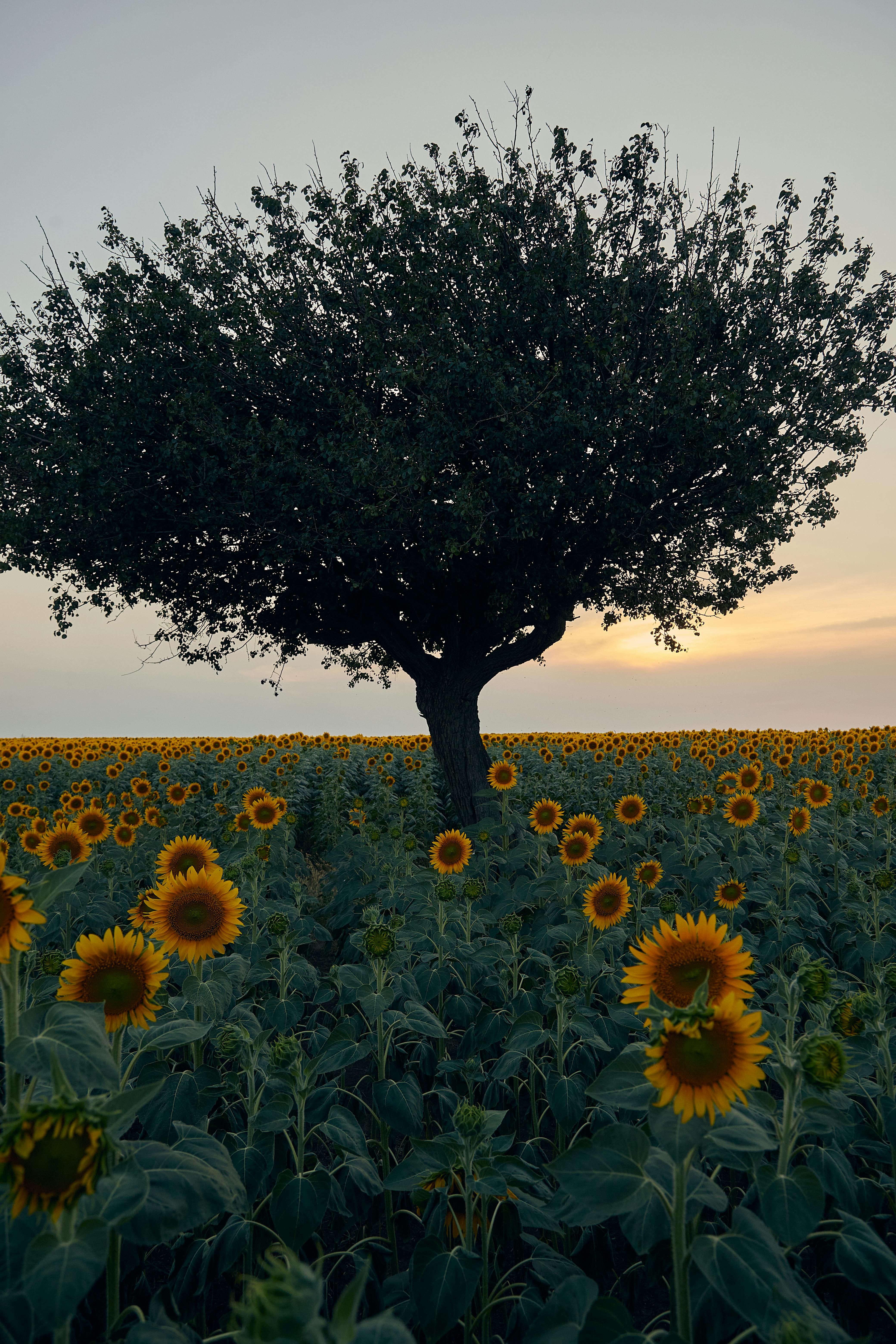 Fondo de Pantalla de pexels_30178826.jpg