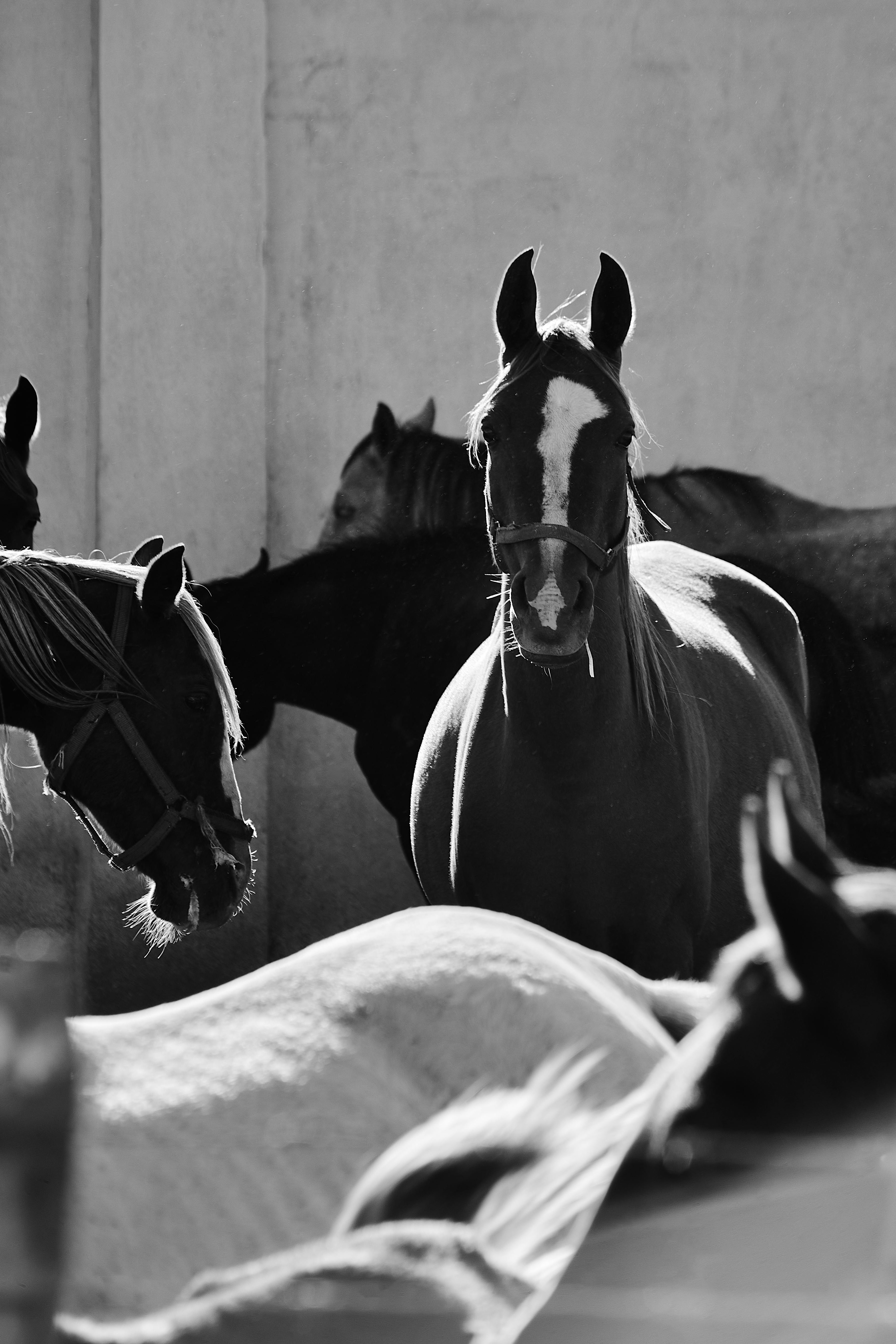 Fondo de Pantalla de pexels_30270506.jpg