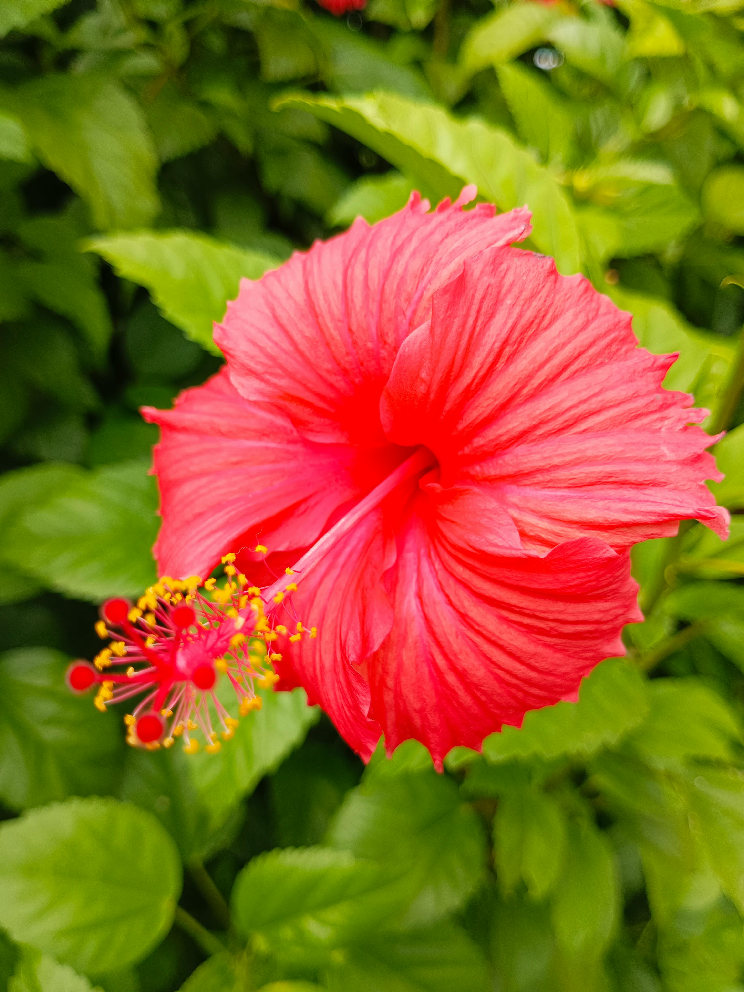 Fondo de Pantalla de pexels_30293660.jpg