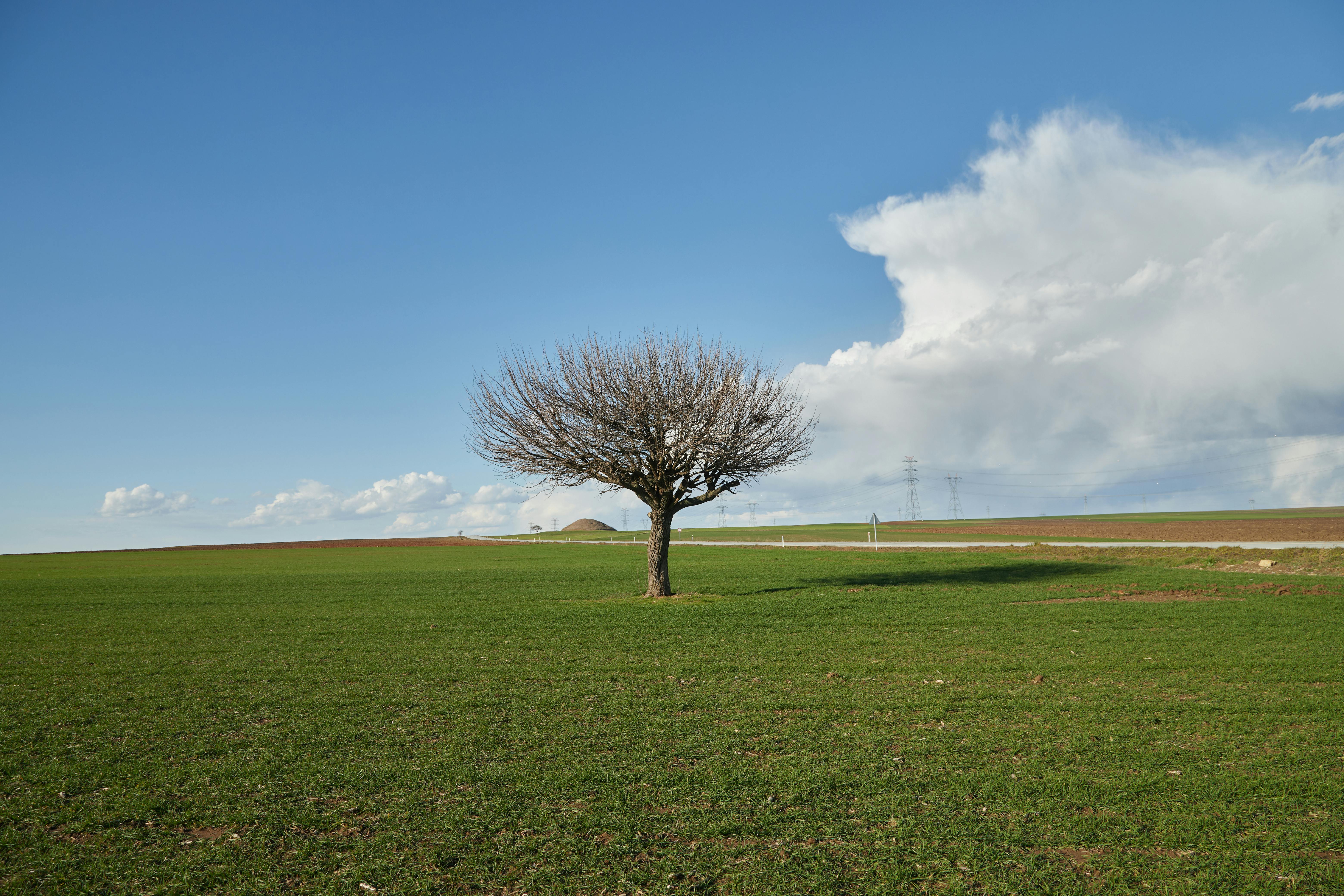 Fondo de Pantalla de pexels_30336225.jpg