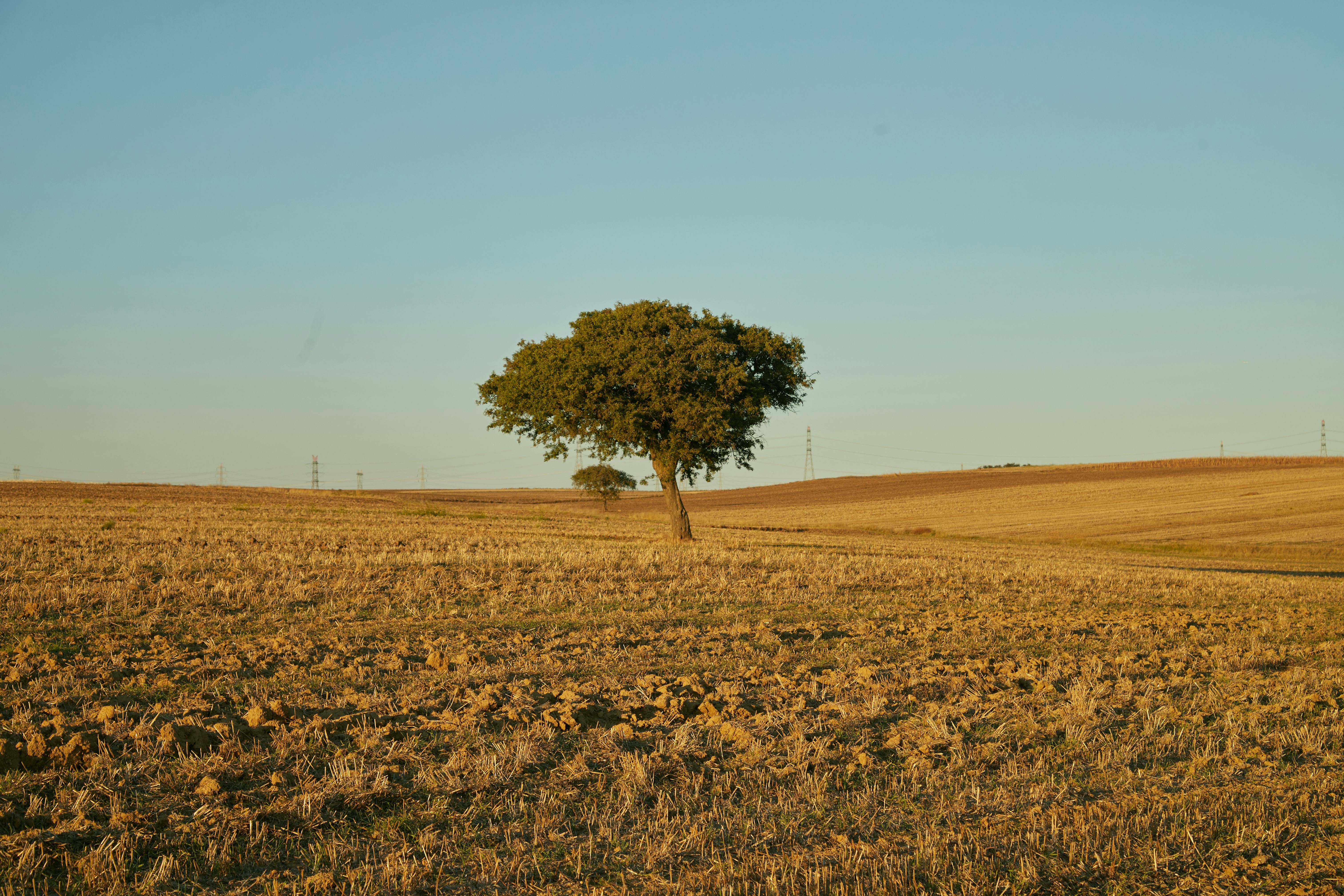 Fondo de Pantalla de pexels_30358020.jpg