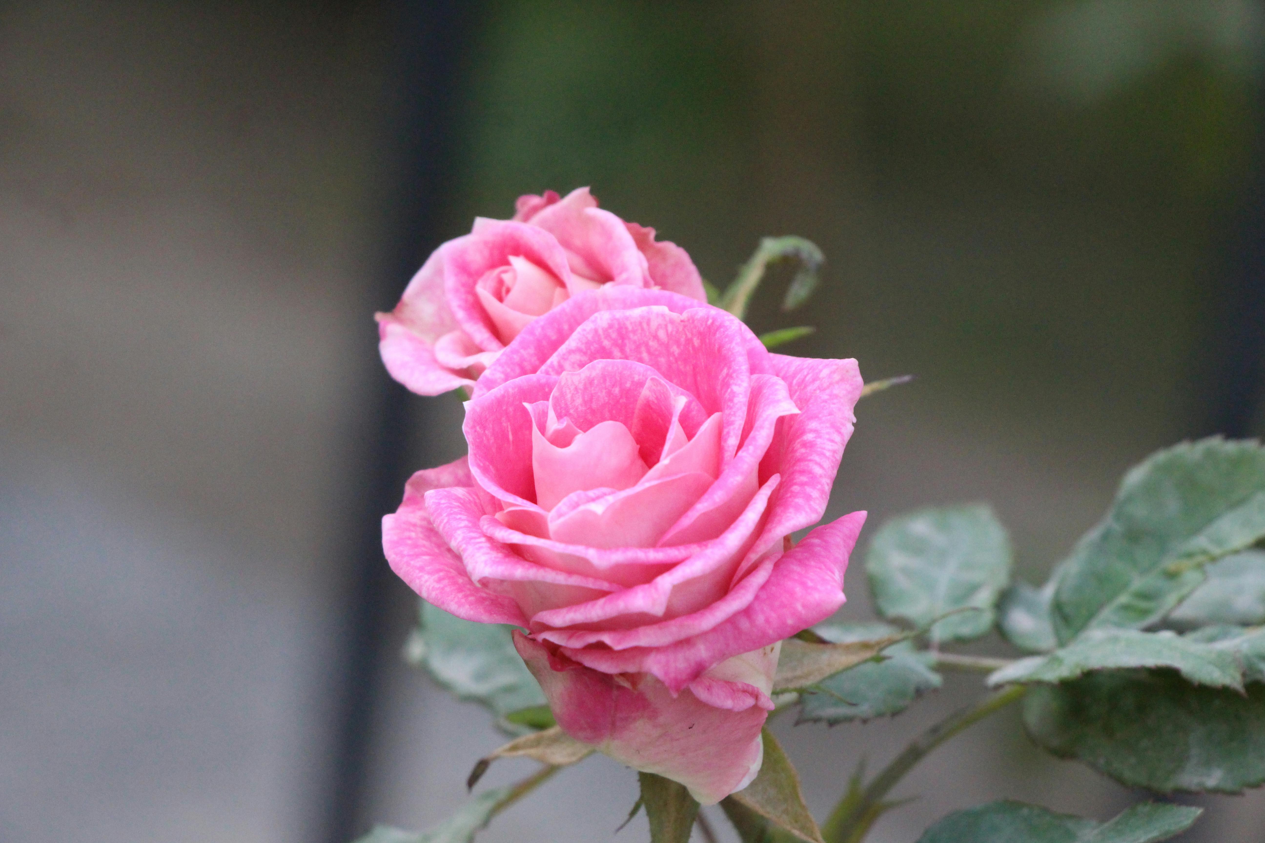 Fondo de Pantalla de pexels_30373126.jpg