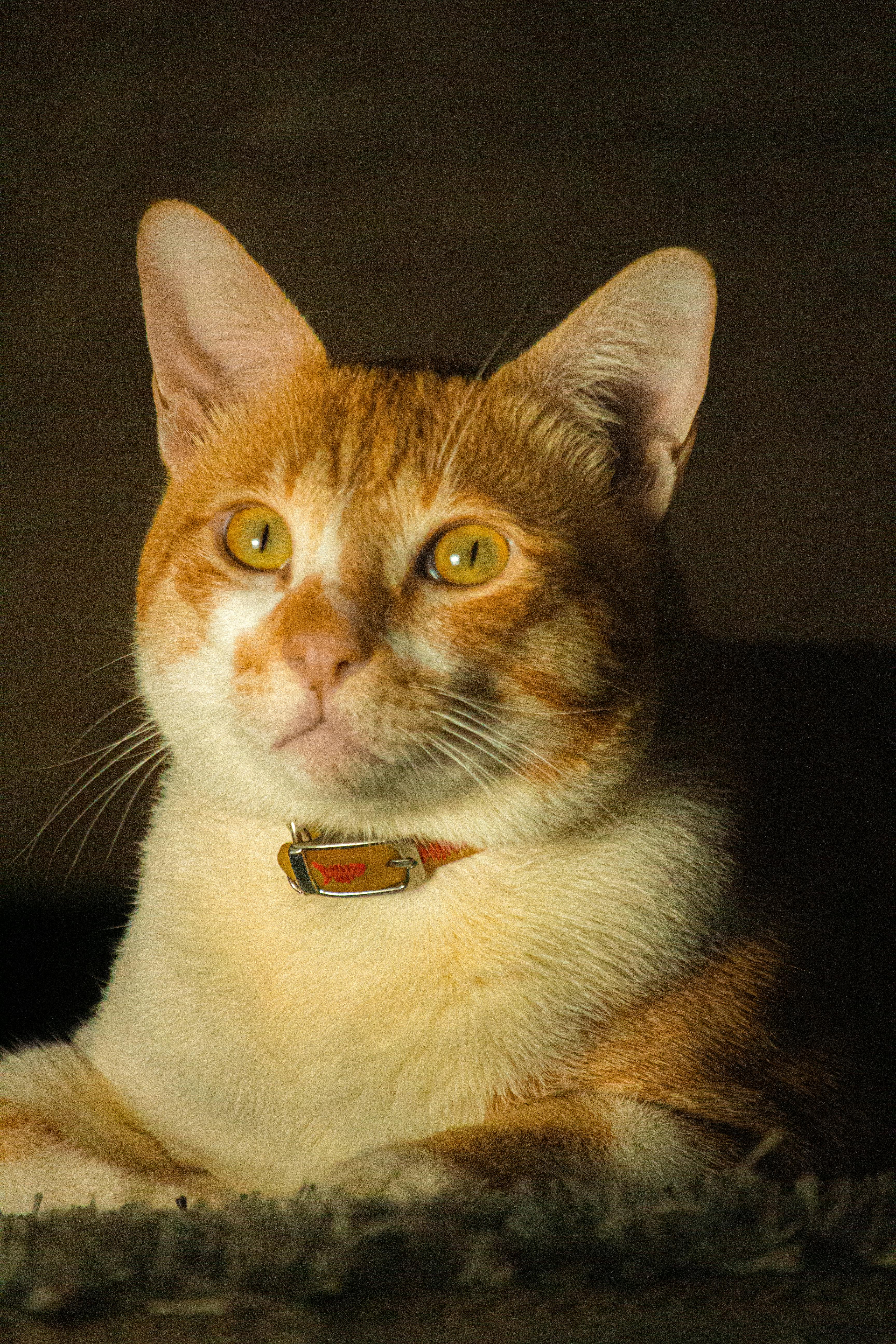 Fondo de Pantalla de pexels_30403756.jpg