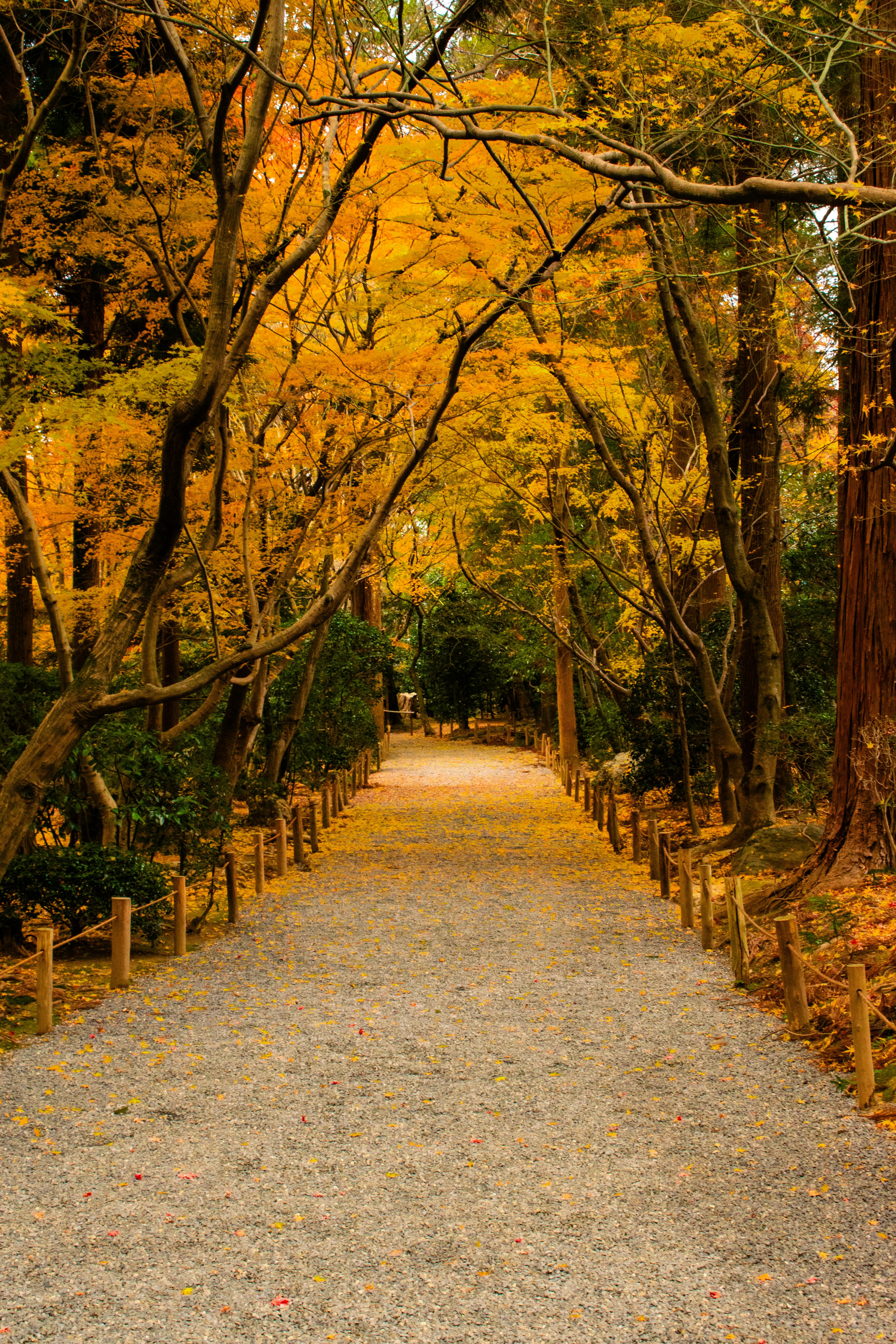 Fondo de Pantalla de pexels_30406586.jpg