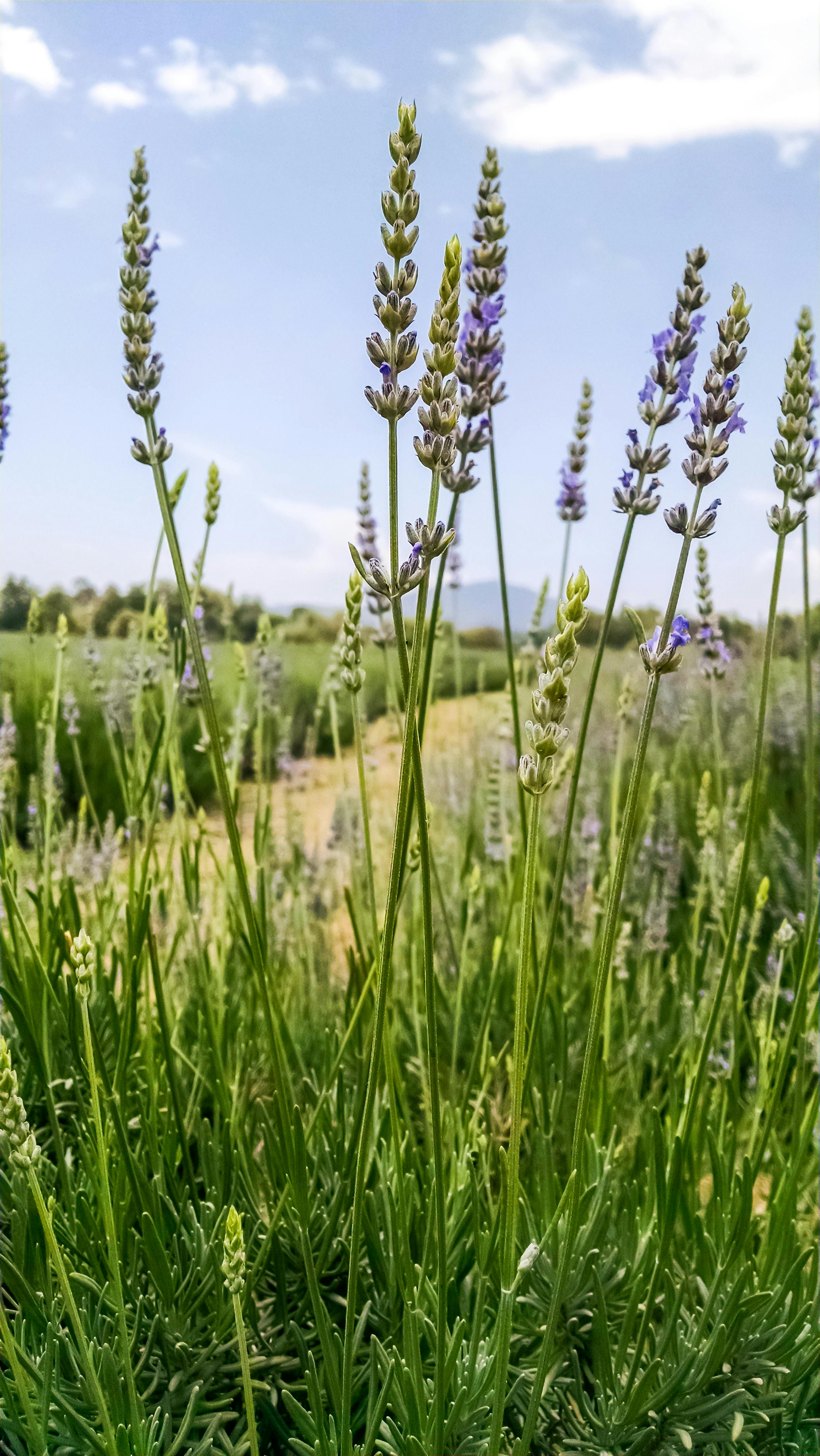 Fondo de Pantalla de pexels_30420227.jpg